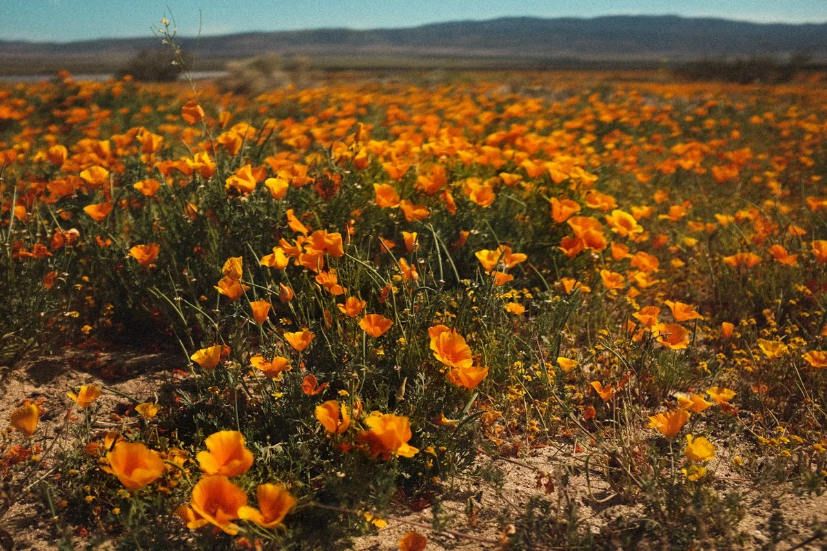 How Living in Phoenix Impacts Your Relationship (And What Couples Can Do About It)