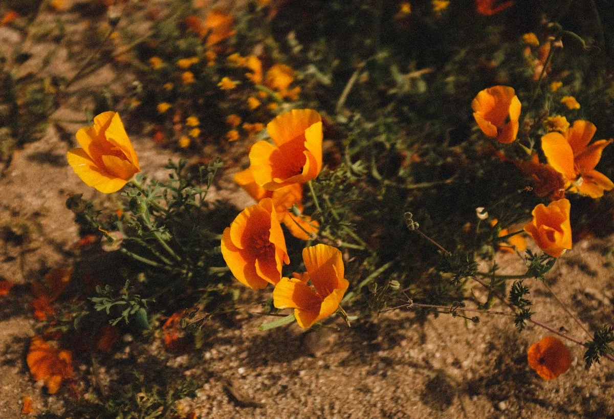 “We’re Speaking Different Languages:” Navigating Neurodivergent + Neurotypical Love 