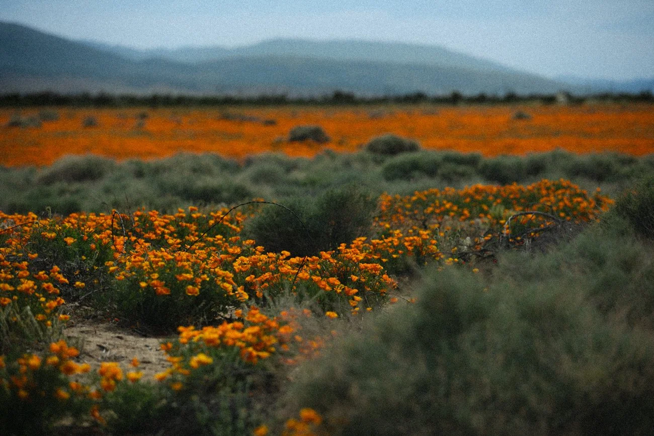 Attachment Styles + Neurodivergence: When Attachment Differences Aren’t the Only Challenge