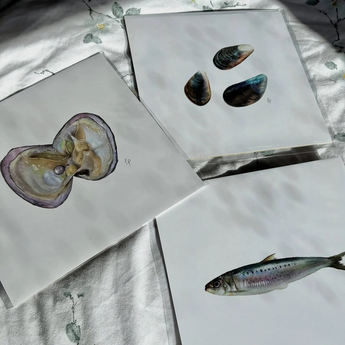 Prints of my sea series are available in various sizes on my website lilypardoeart.co.uk 🐚

#procreate #oyster #sardine #mussels #digitalart #wiltshire #cornwall #artistsofinstagram #trending #oliviadean