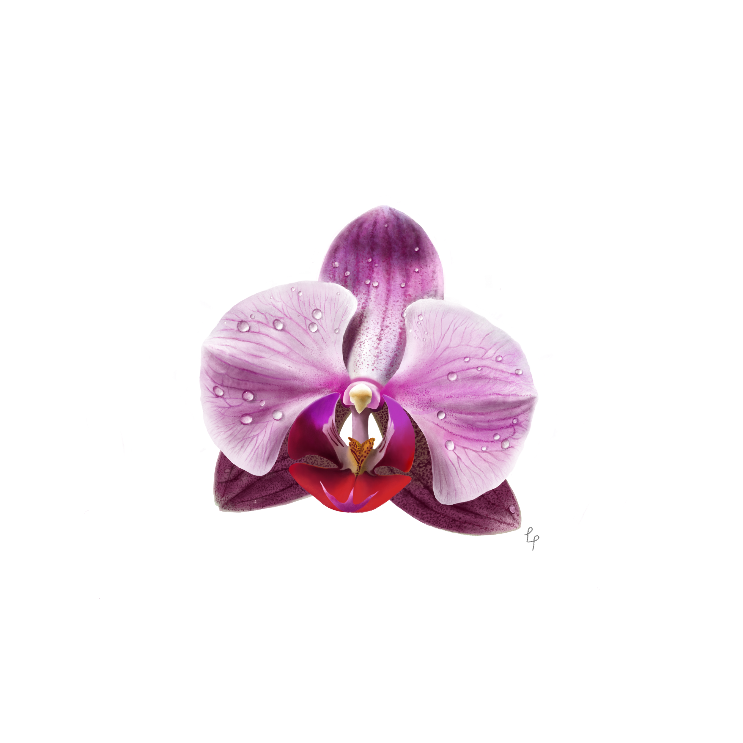 Orchid Digital Art Print