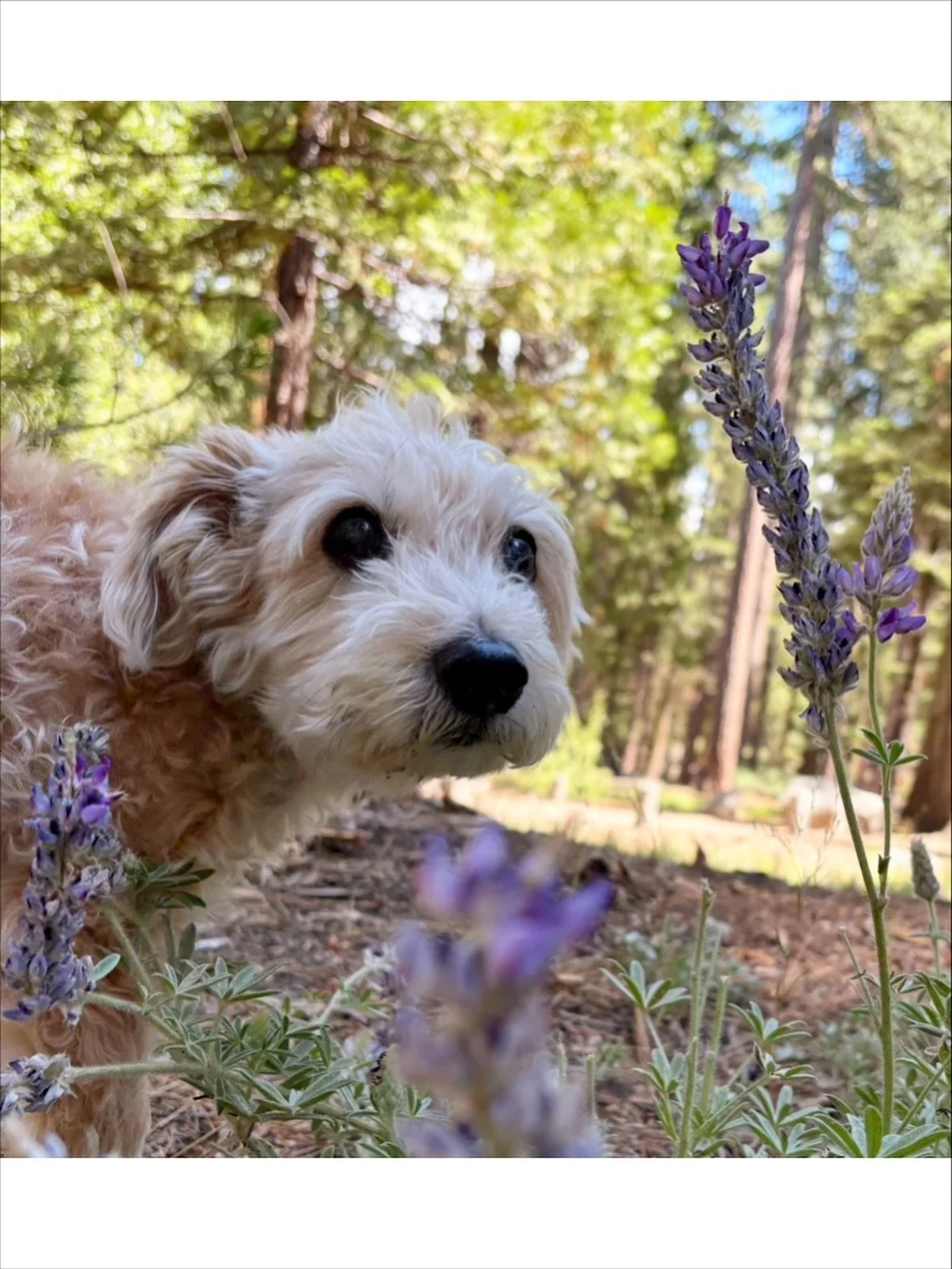 🎂 FIFTEEN YEARS OF BRODY 🎂 (swipe to the last pic to see the day I took him home in 2011 🥹)

It has always been our goal to give our little Frog Dog the best life any dog ever had!! And [so far] that has looked like letting Brody tag along on ever