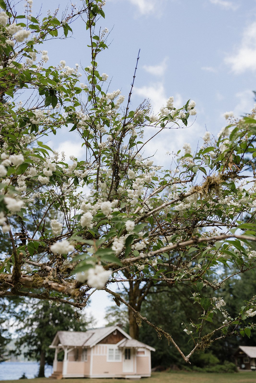 A flowering tree with white blossoms in the foreground and a small house in the background under a partly cloudy sky.