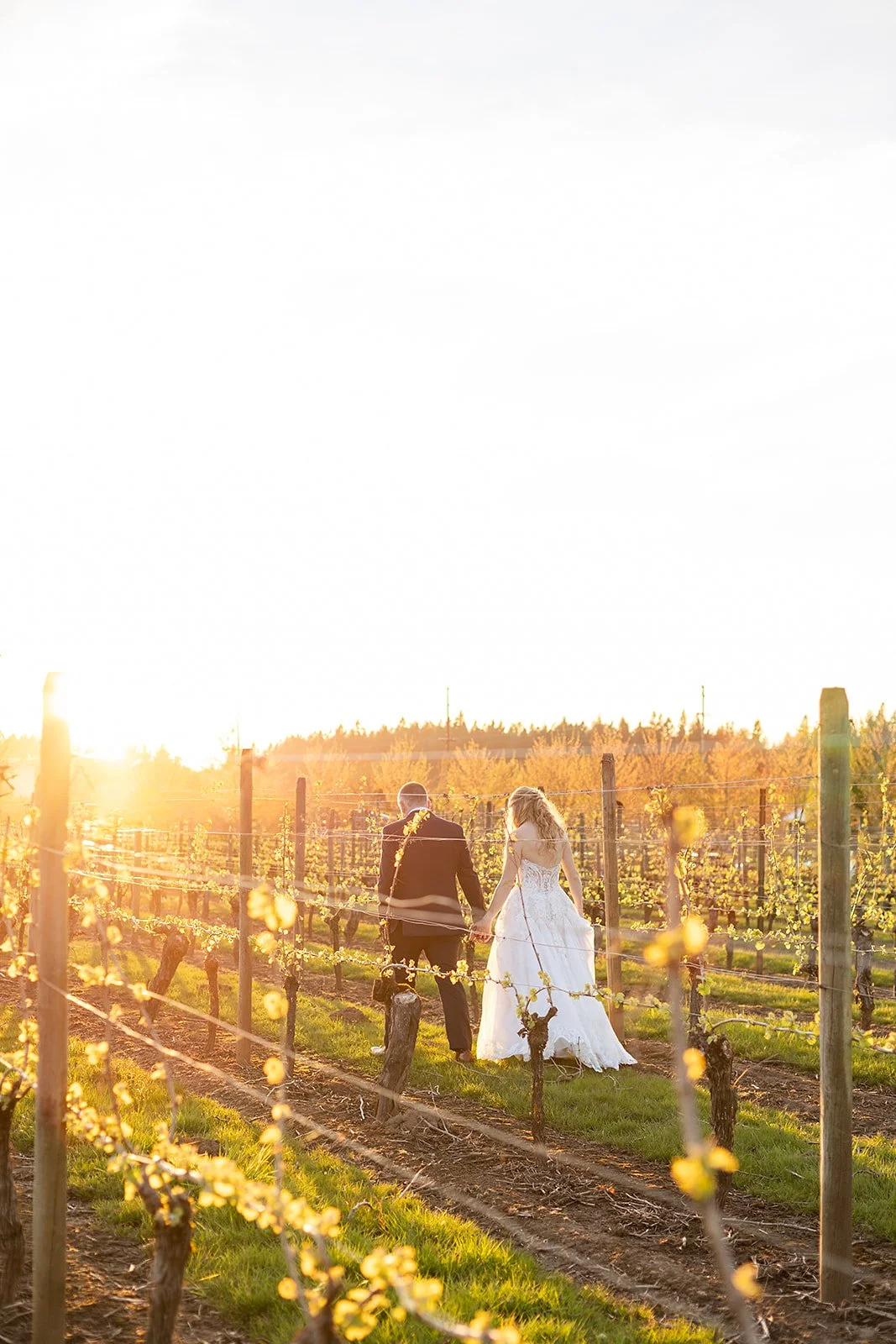 A bride and groom walking through a vineyard at sunset, holding hands, with the bride wearing a white wedding dress and the groom in a black suit.
