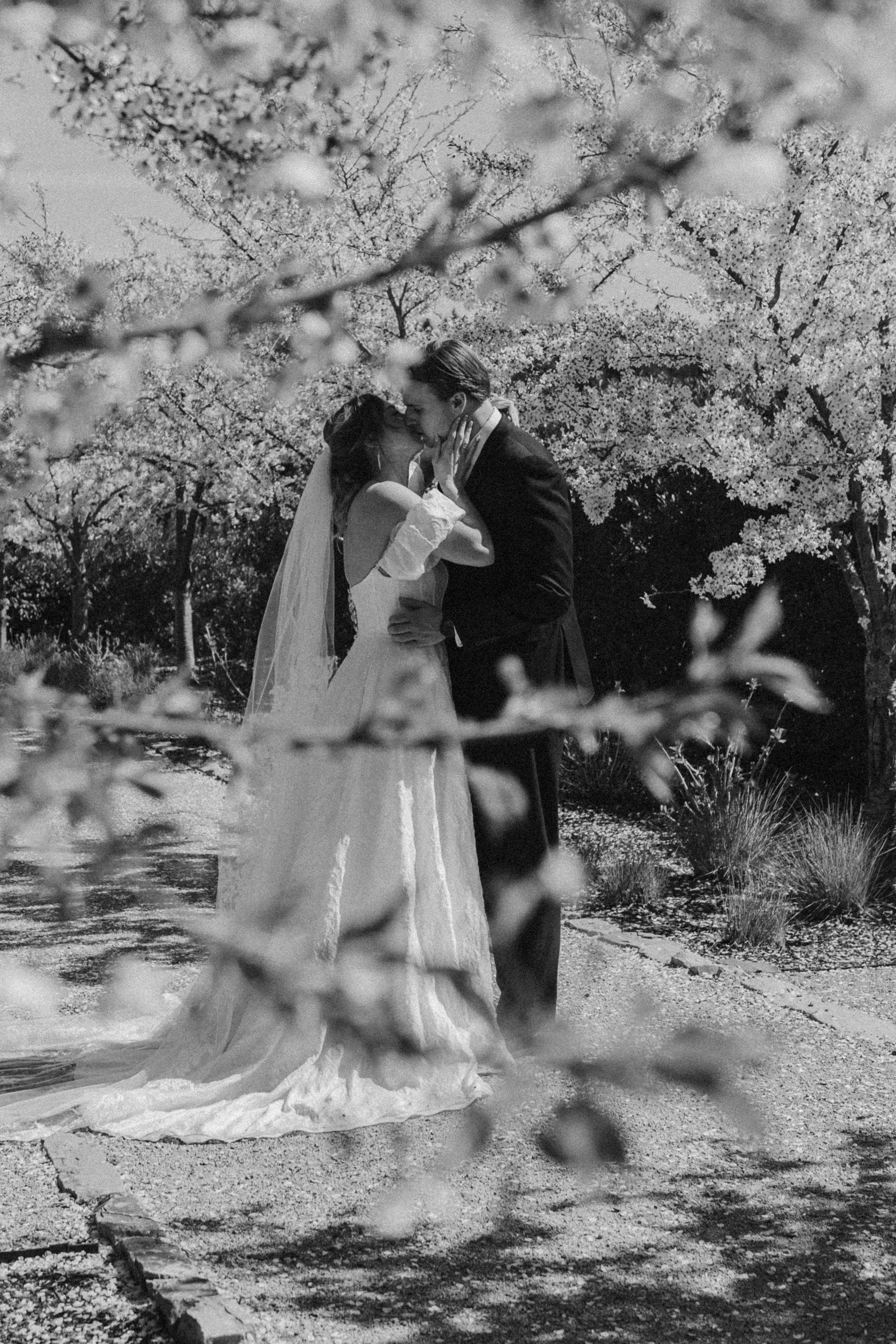 A bride and groom kissing outdoors surrounded by cherry blossom trees in full bloom, with a gravel path and greenery in the background, in a black-and-white photograph.