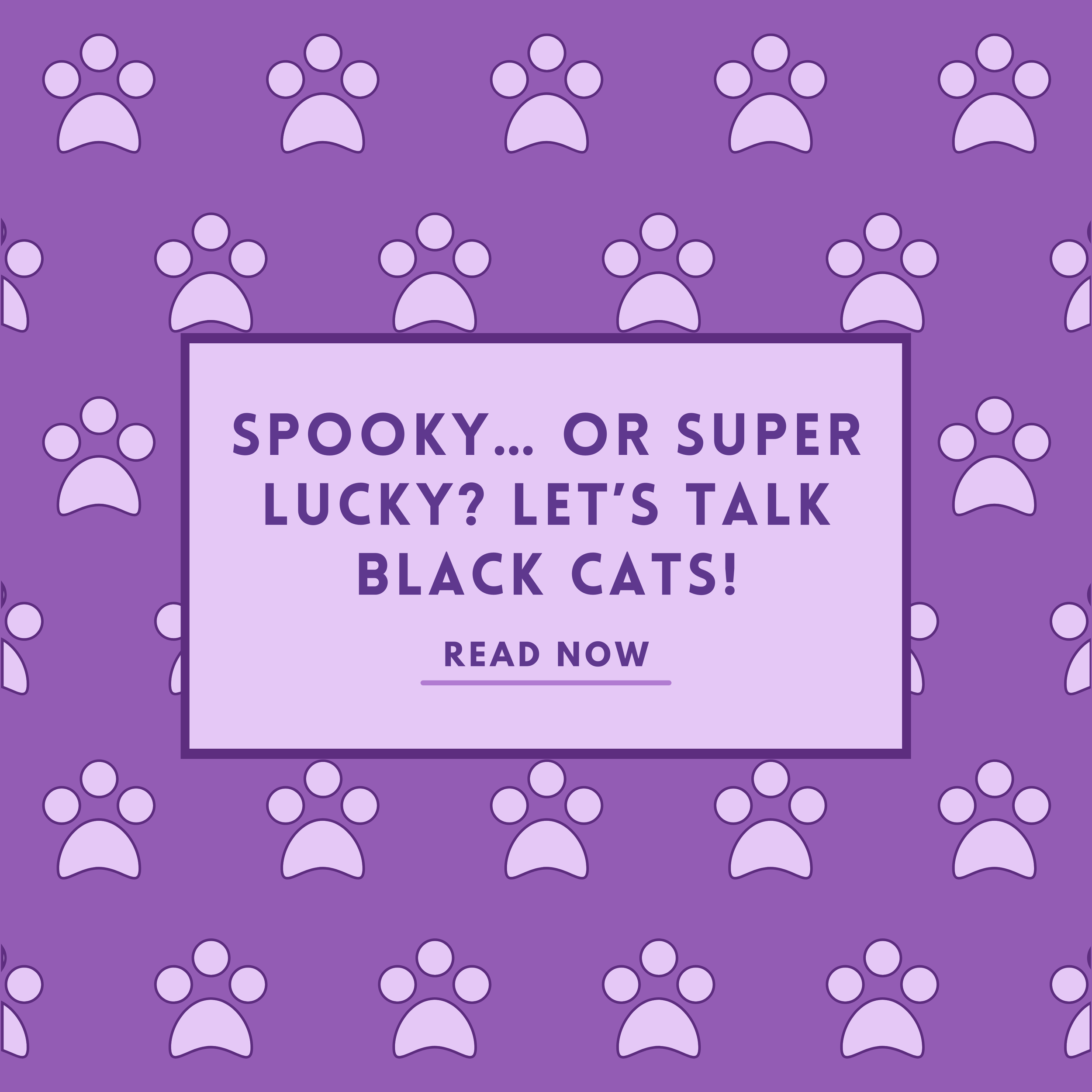 Spooky… or Super Lucky?             Let’s Talk Black Cats!