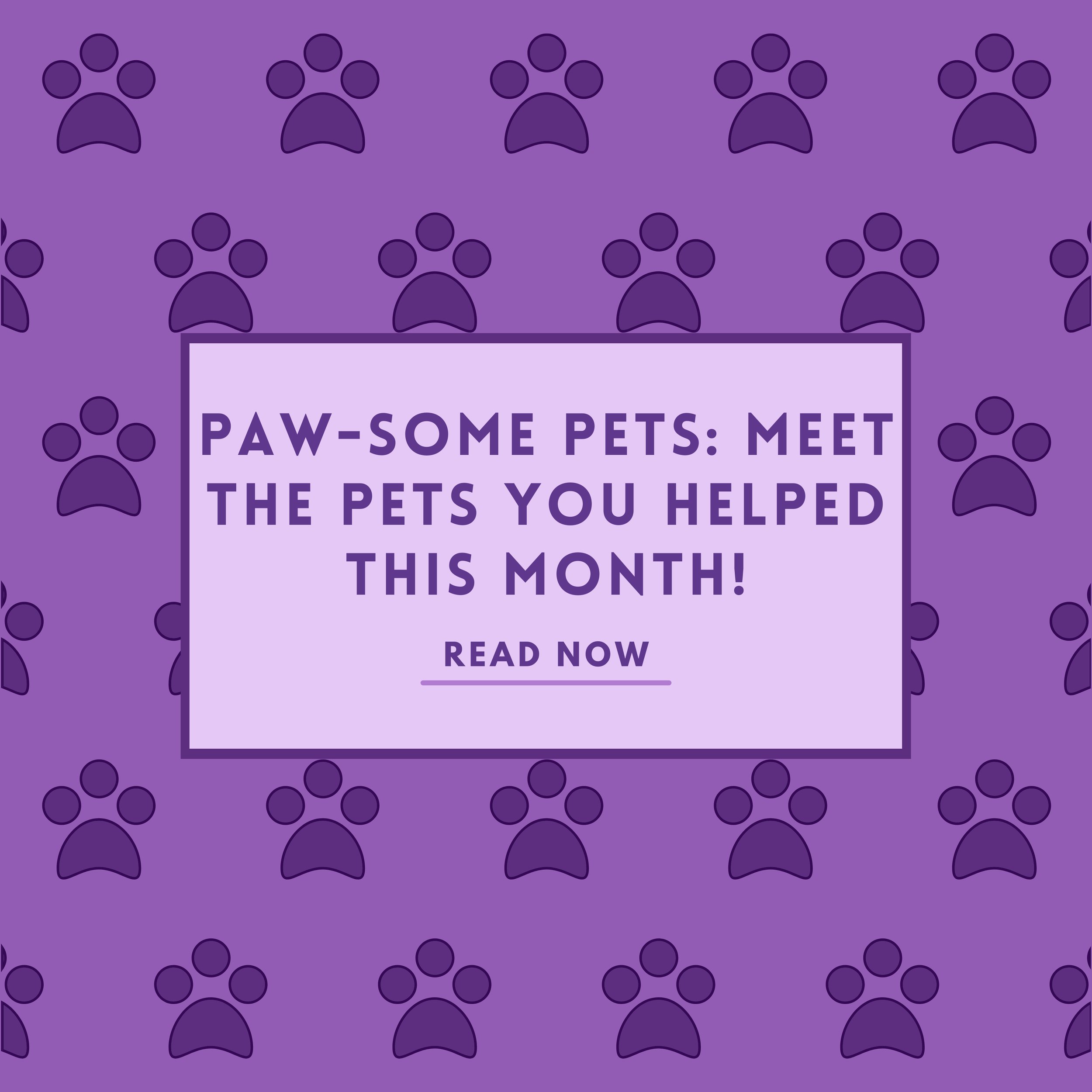 Paw-some Pets: Meet the Pets You Helped This Month!