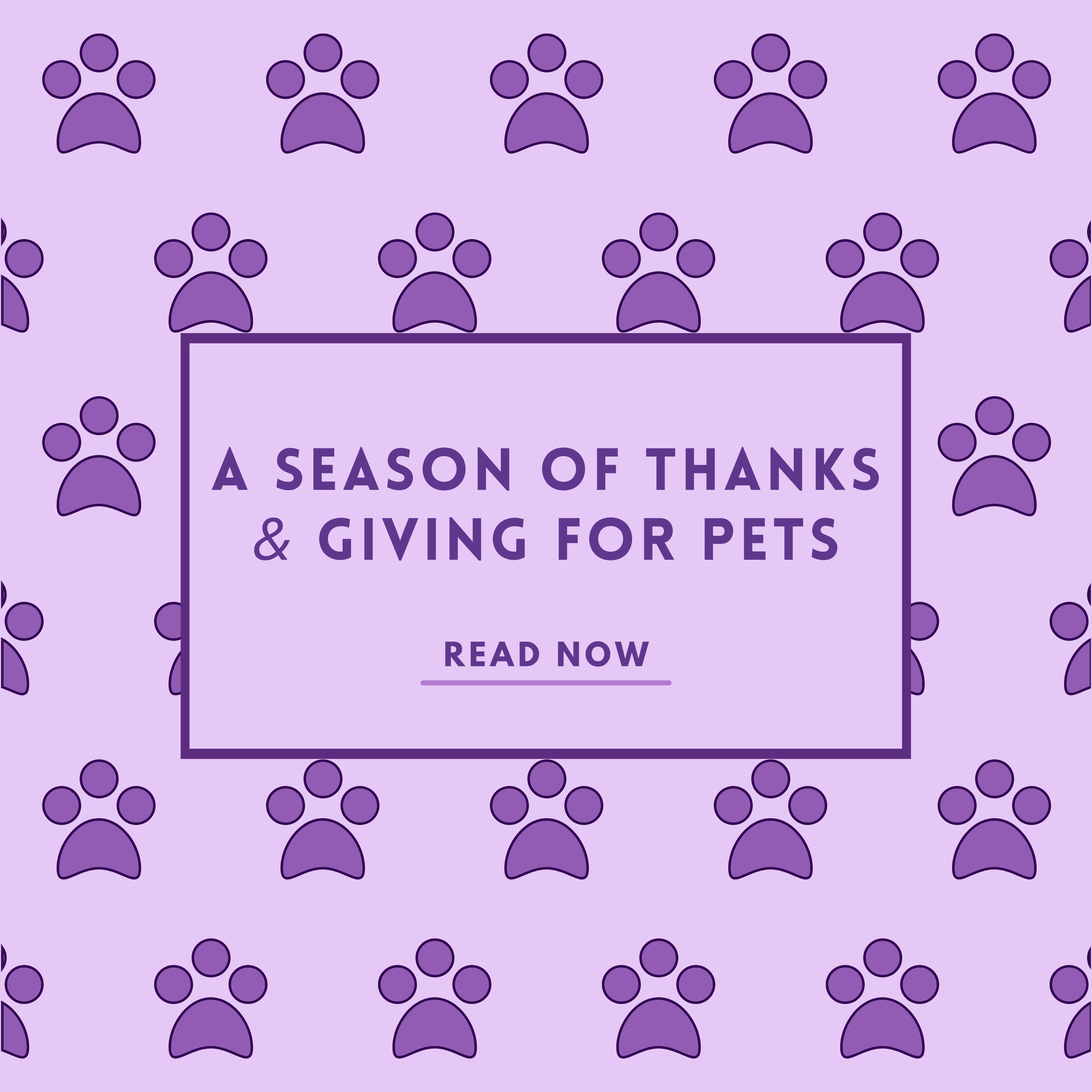 A Season of Thanks &amp; Giving For Pets