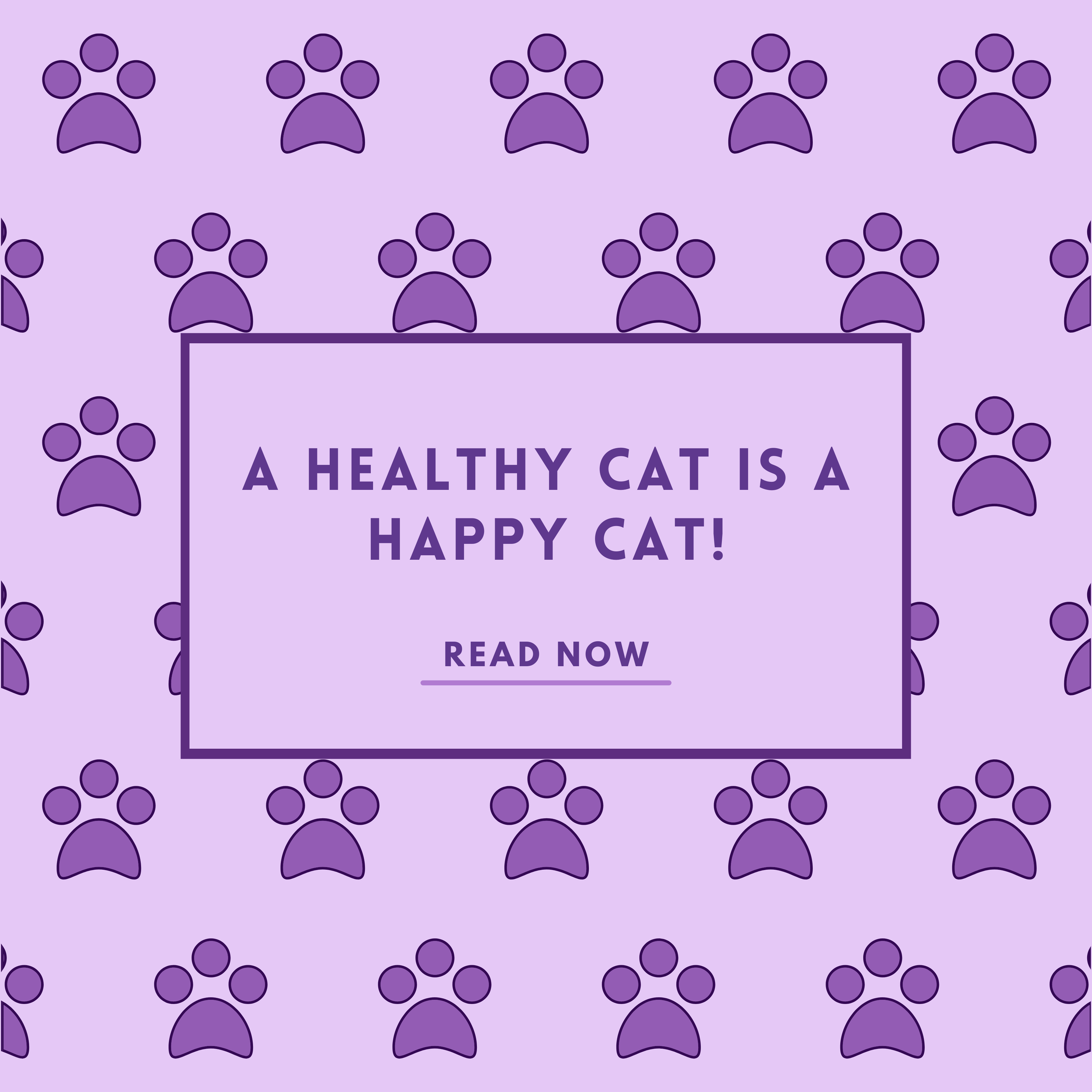 A Healthy Cat Is A Happy Cat!