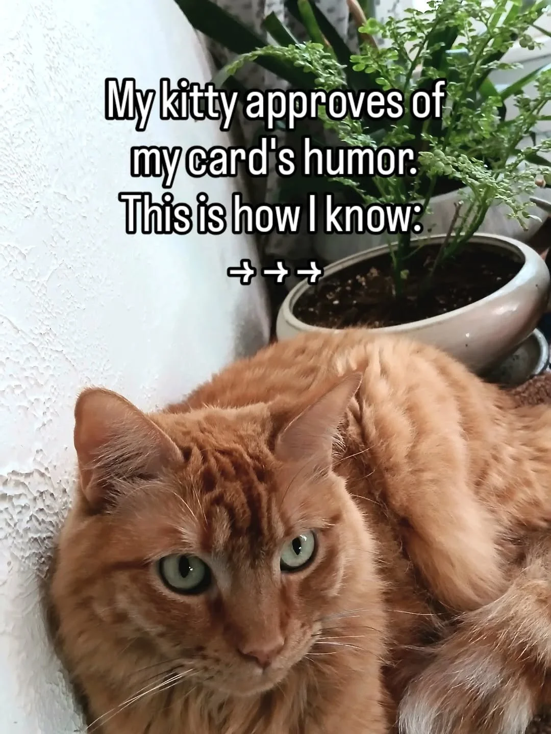 How do I know a card is just the right amount of humor, crudeness, cuss words &amp; sarcasm? I just look at kitty. My cat is just really in tune with my humor. She's kind of like a mom. If she frowns, it's gold! Thanks, kitty! 

#kittycat #sarcasm #g