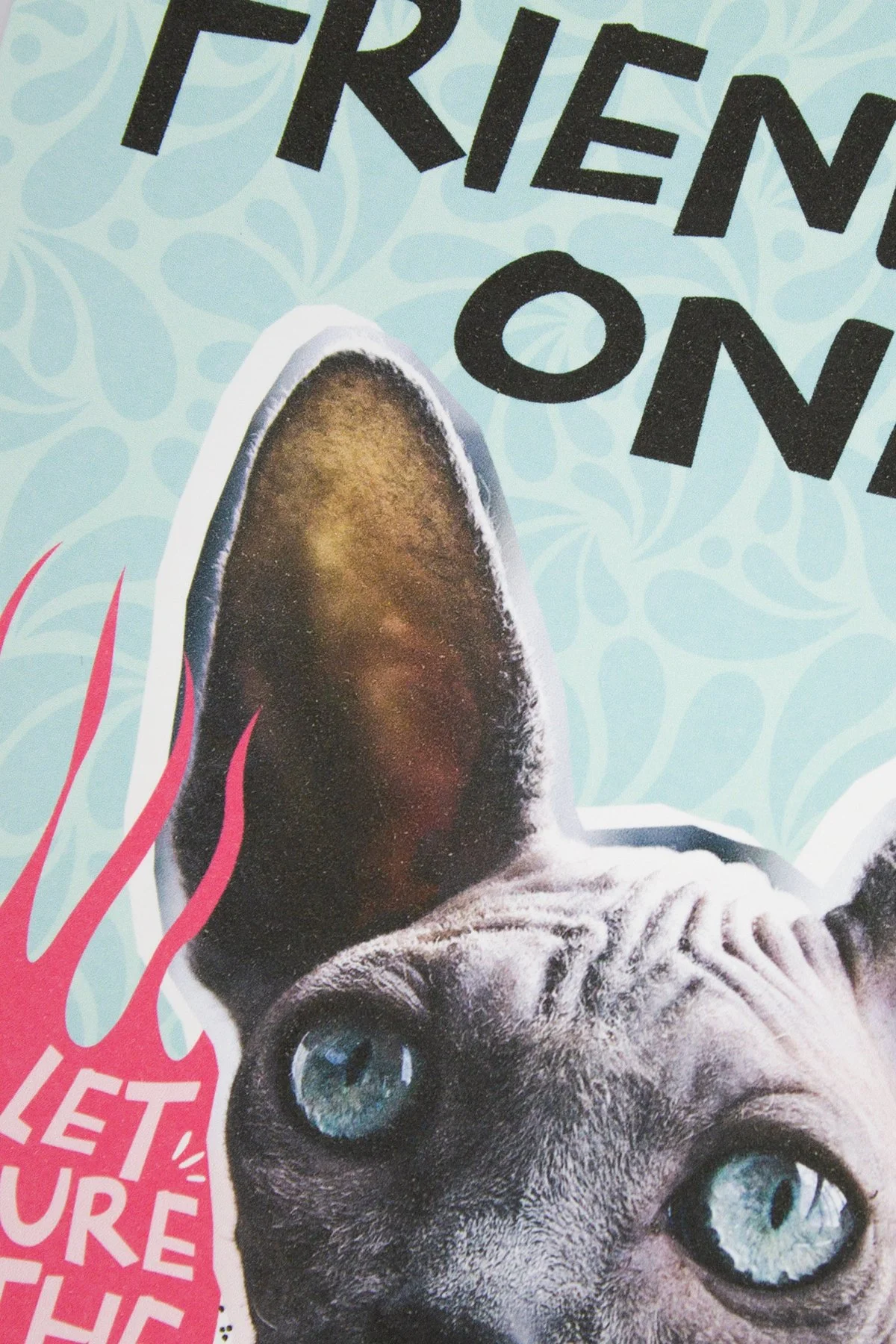 This adult humor card features a hairless cat with the slightly suggestive message “She’s the friendly one… I’ll let you figure out the rest.”