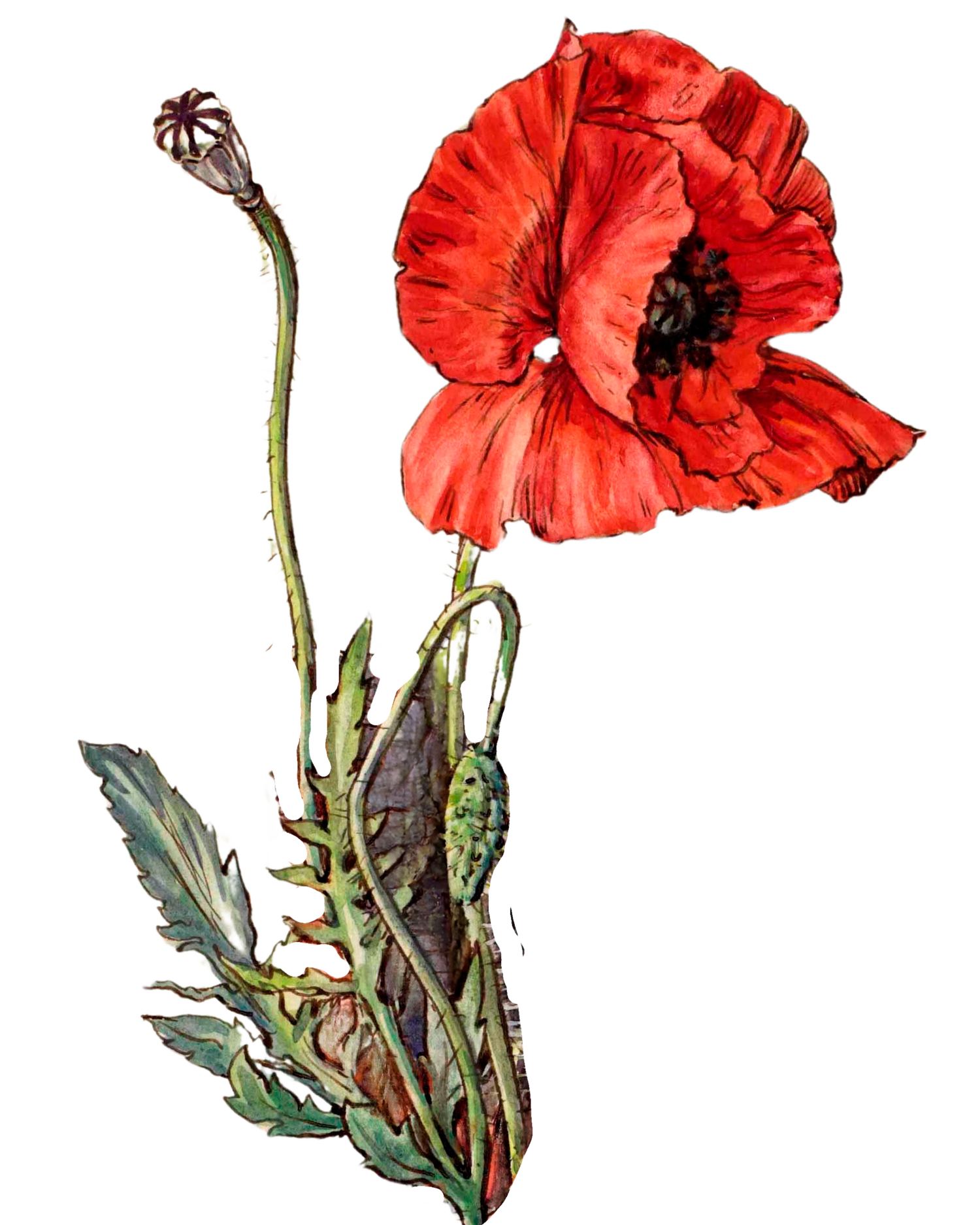 Poppy Perspectives Teletherapy &amp; Consultation Services