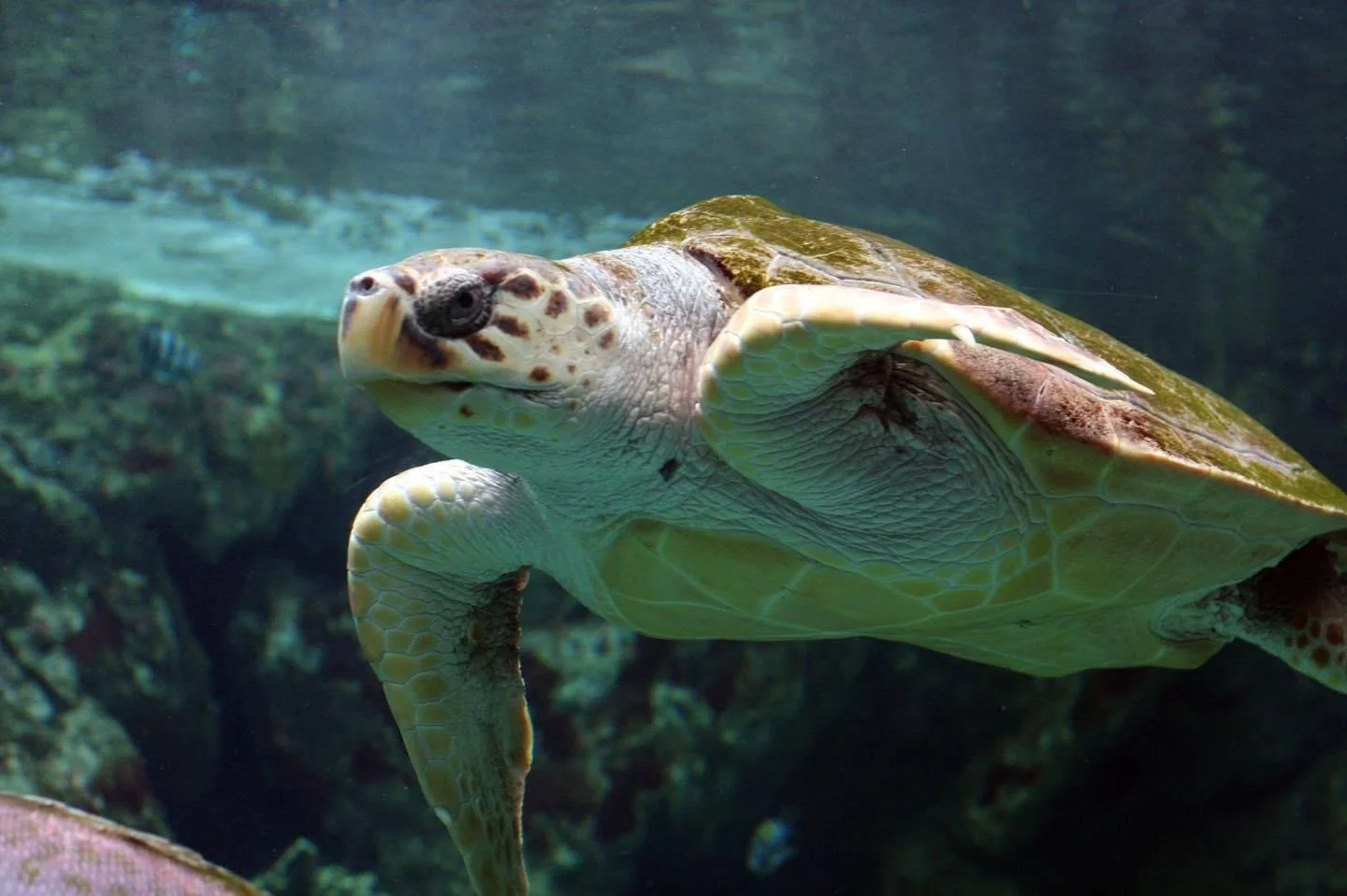 A sea turtle swimming underwater with a rocky background.