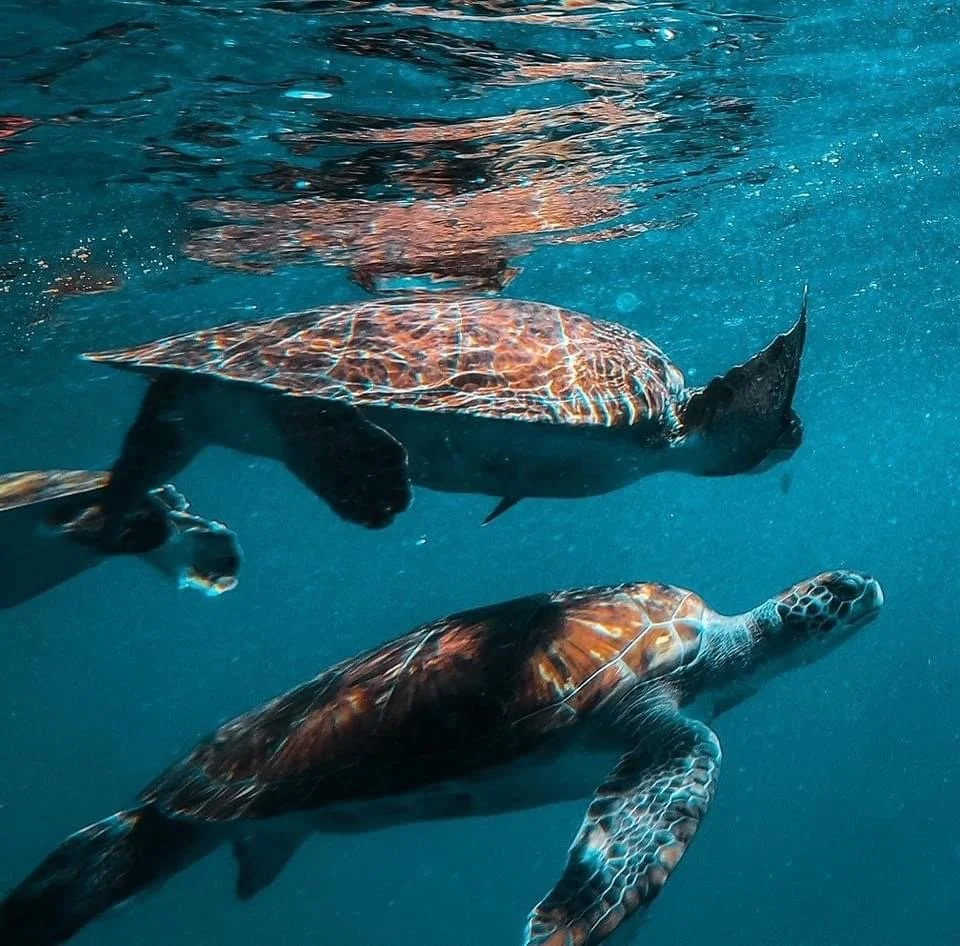 Two sea turtles swimming underwater in the ocean.