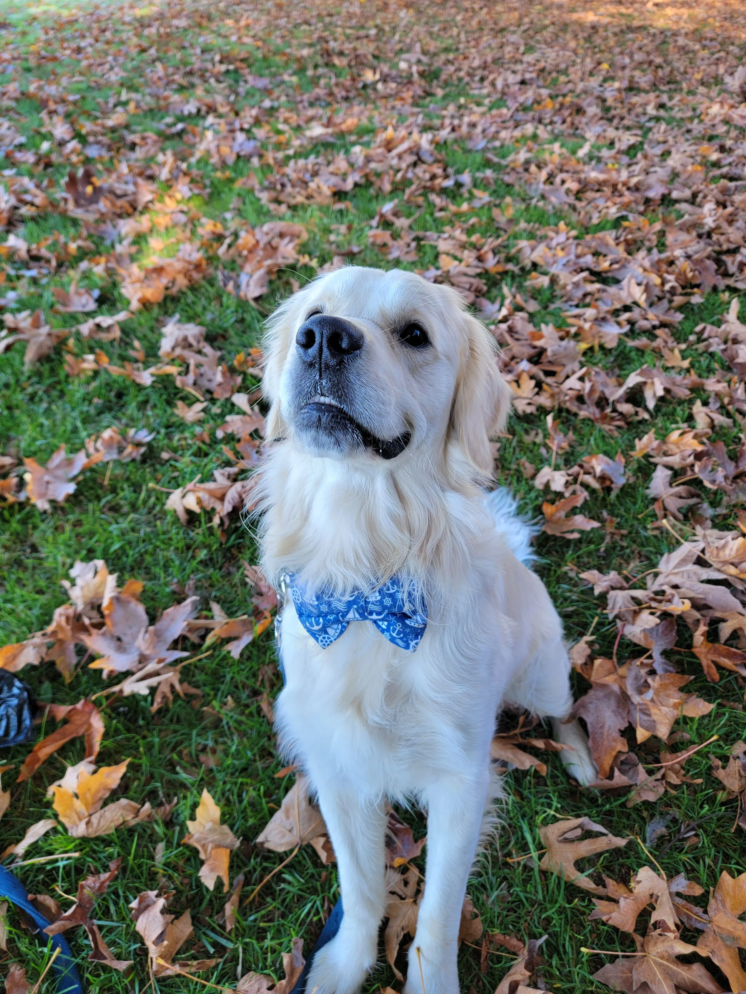 Grateful for Every Wag: A Thanksgiving Note from Bend Barks &amp; Rec