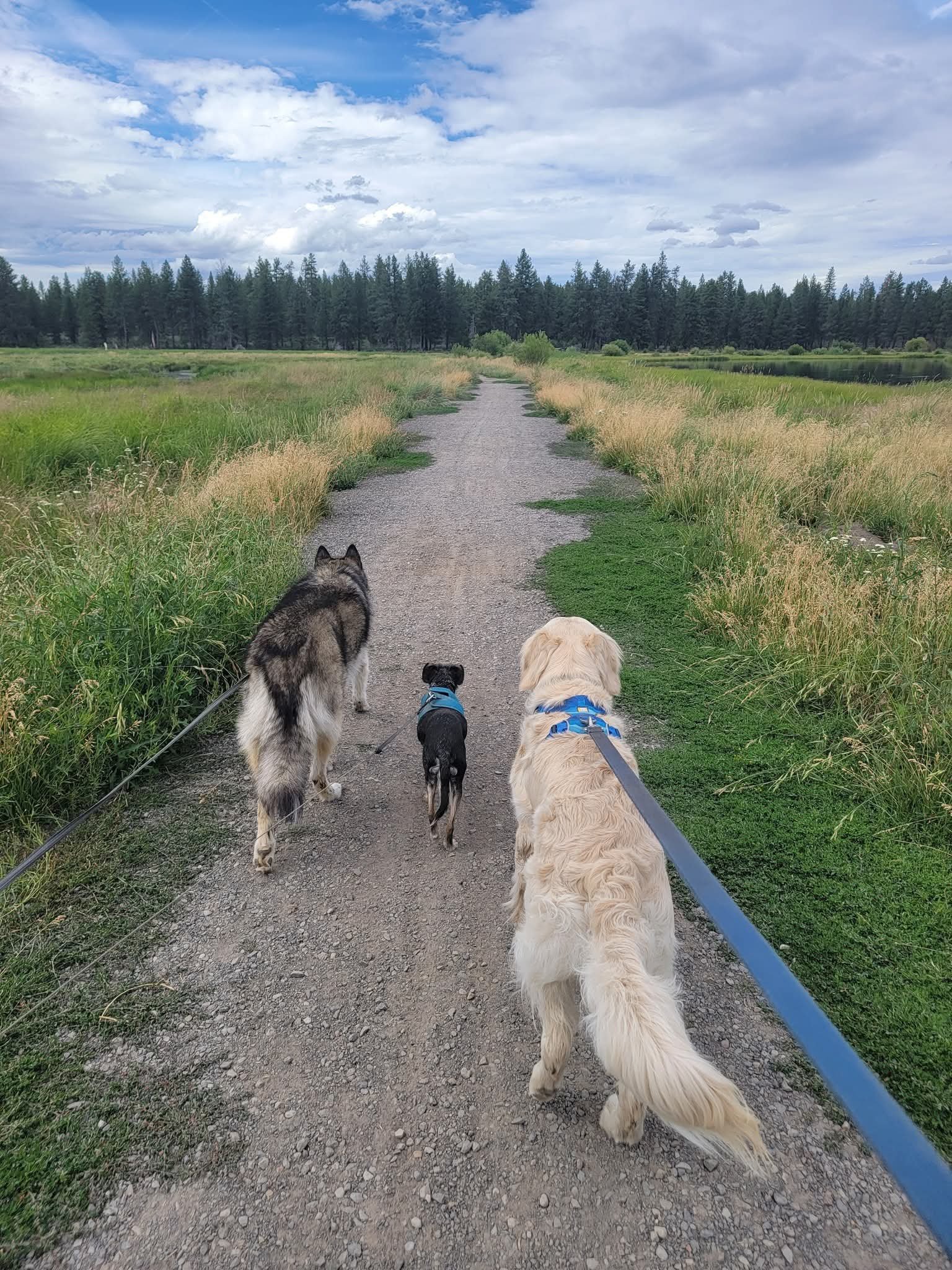 Safe Socialization in Bend: How to Keep Your Pup Confident Around Other Dogs
