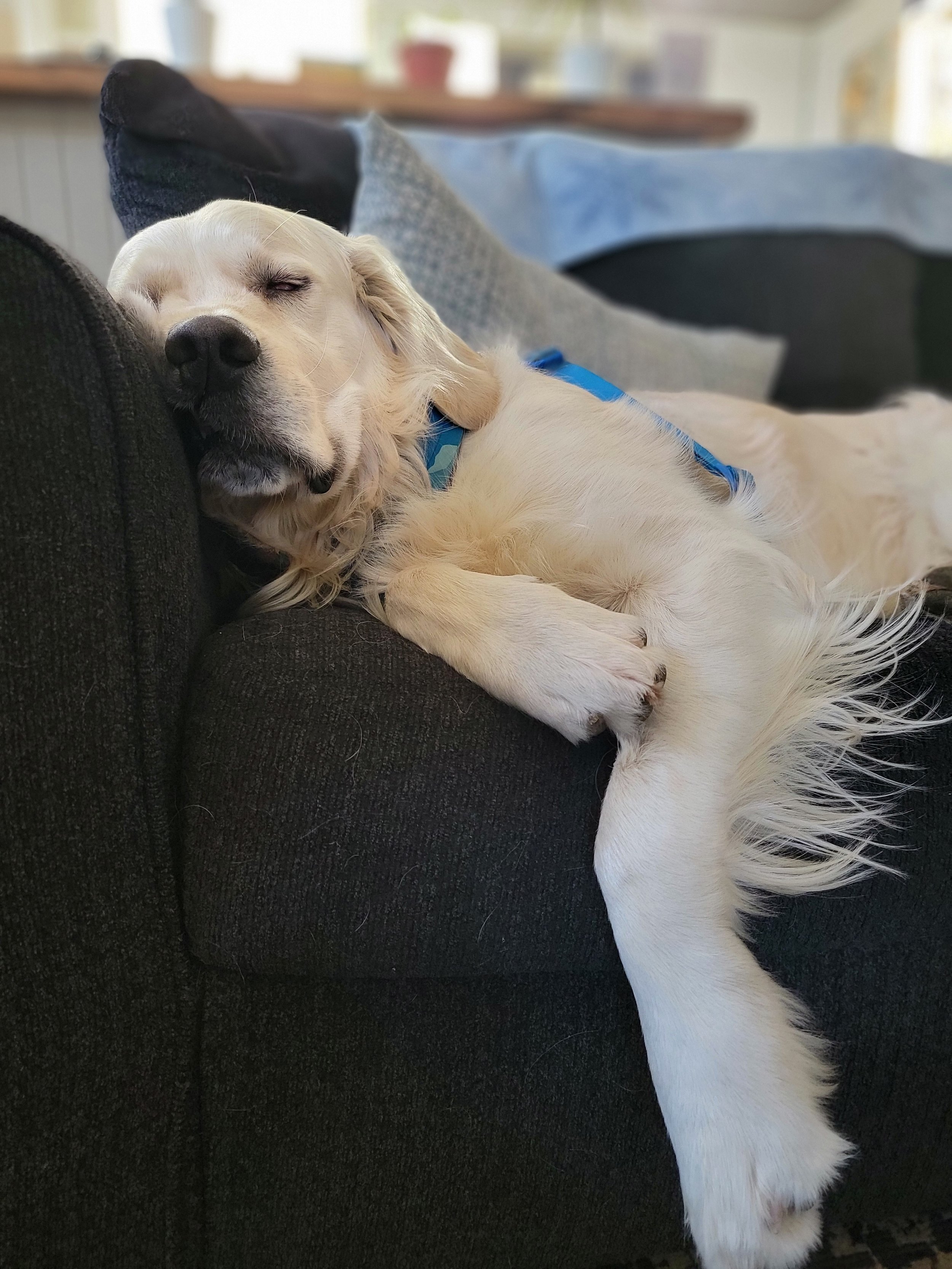 The Power of Routine: Giving Your Dog Stability During Bend’s Busy Holiday Season