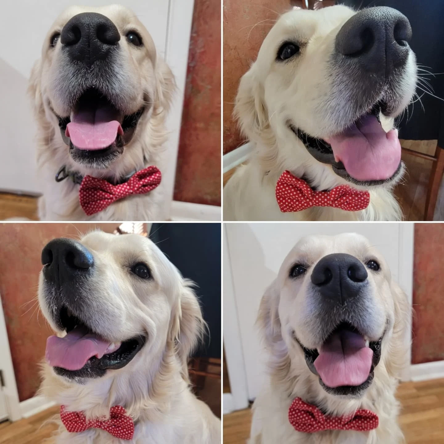 Busy Family Schedules in Bend? How Bend Barks &amp; Rec Helps Dogs Thrive, Even When Life Is Full.