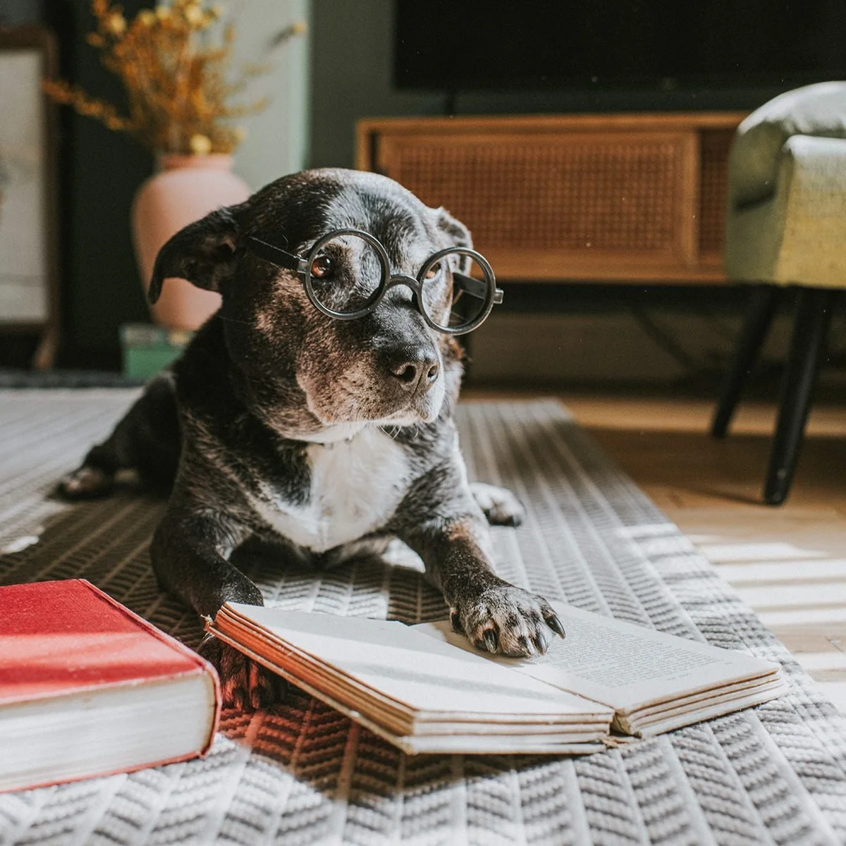 Did You Know? How Exercise Changes Your Dog’s Brain &amp; Behavior.