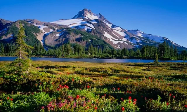 Spring Is Almost Here: Help Your Dog Thrive Through Busy Spring Schedules in Bend, Oregon