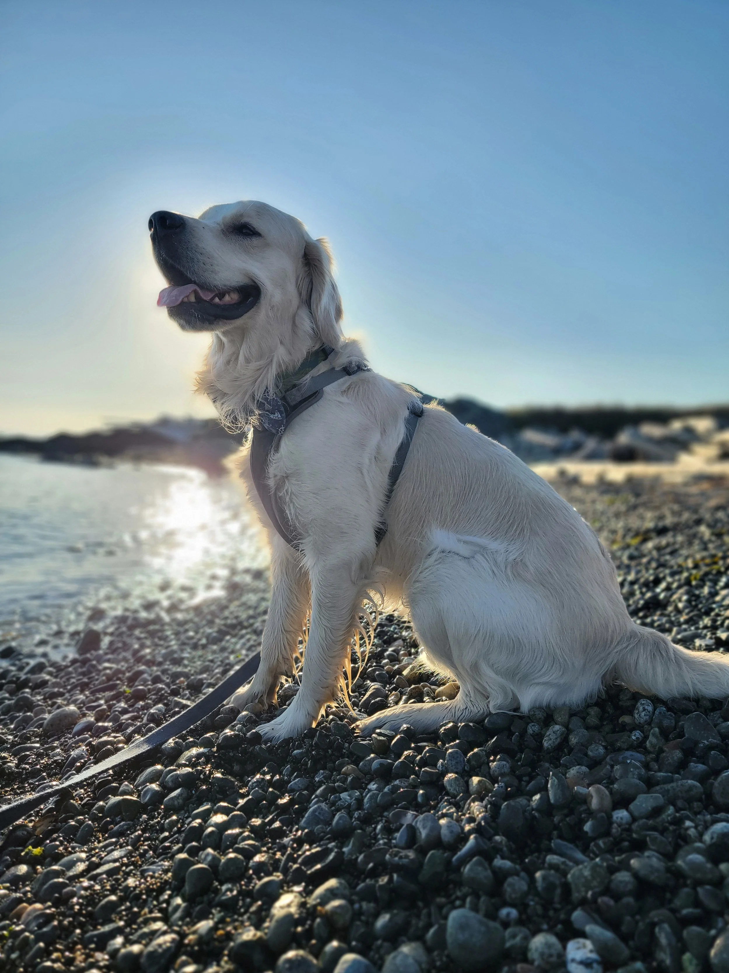 Spring Has Arrived in Bend, Is Your Dog Keeping Up?