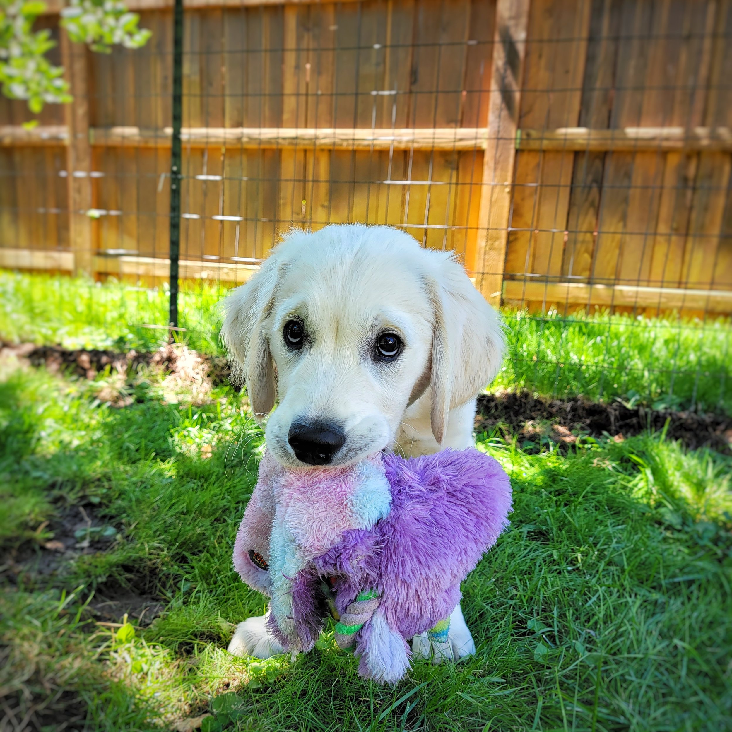 Easter in Bend, OR: Dog Exercise Solutions for Busy Families