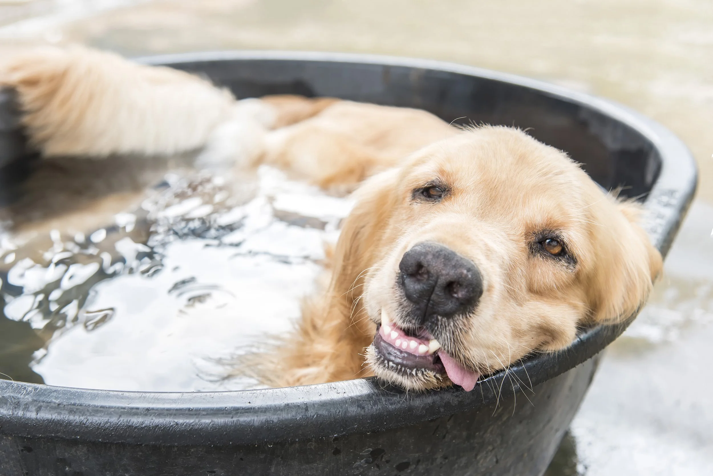 Mid-Summer Is Here: Keep Your Dog Safe, Happy, and Moving