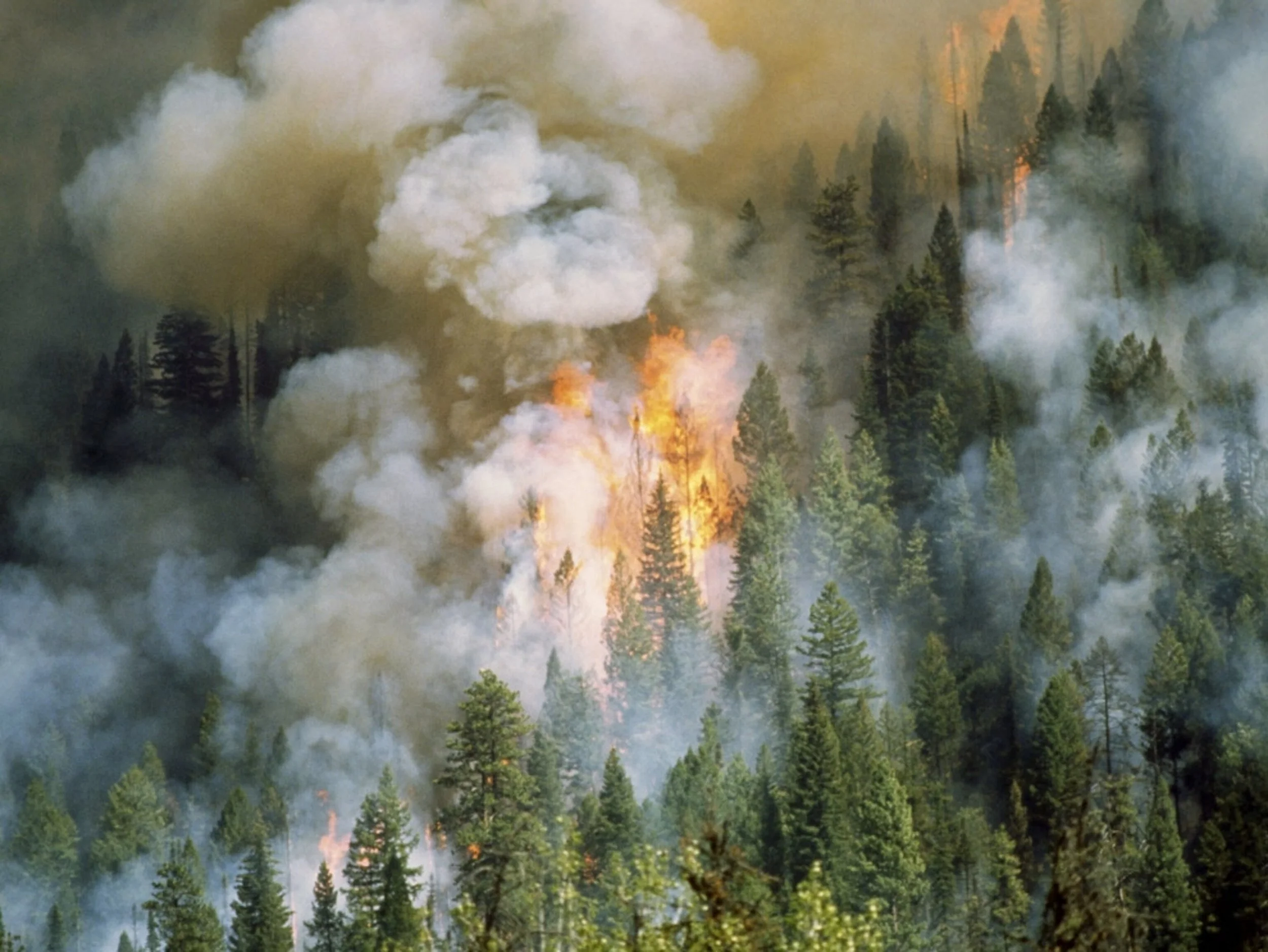 Wildfire Smoke Isn't Just Hard on You; It's Hard on Your Dog, Too!