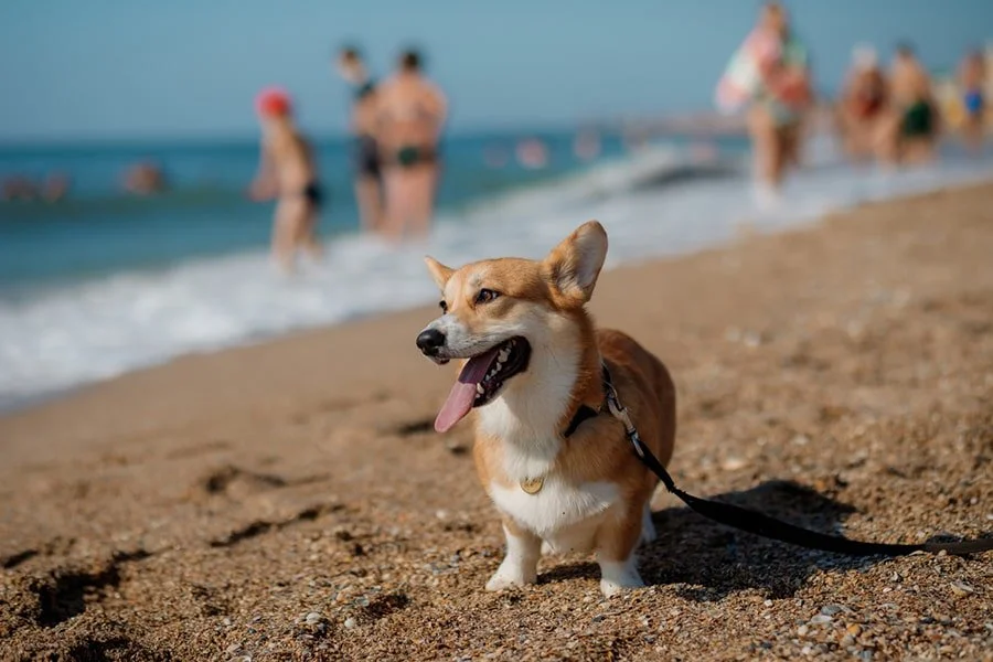 Summer Schedules Change but Your Dog's Need for Exercise Doesn't