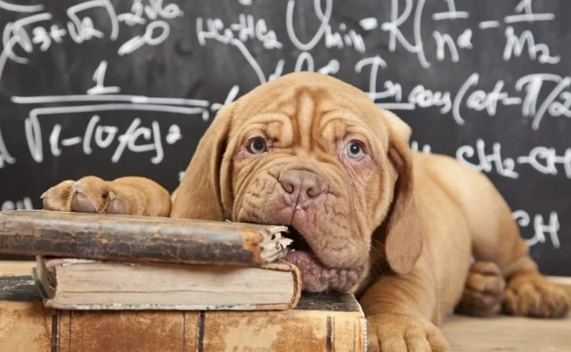 🍎 Back-to-School Reset: Helping Your Dog Adjust to the Fall Routine