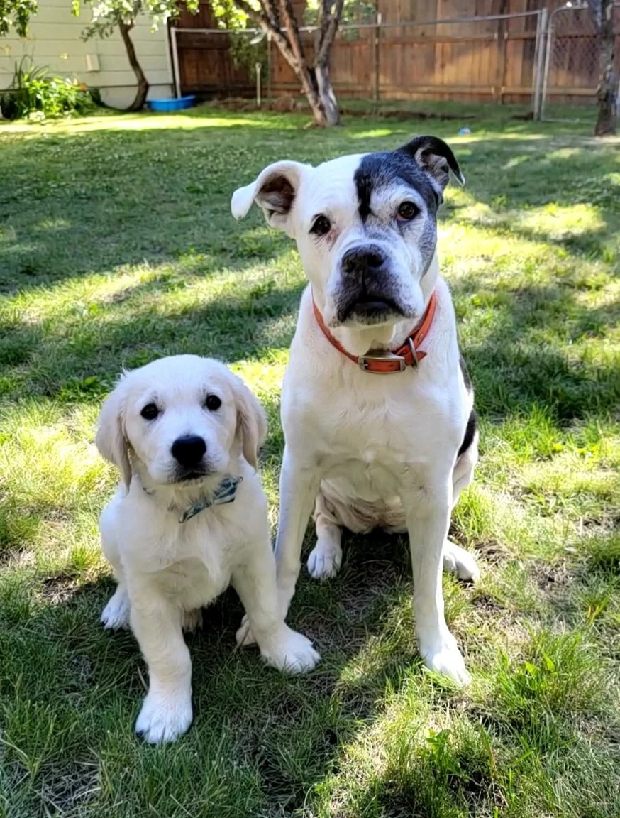 Hug Your Hound: Celebrating the Dogs We Love and Remembering the Ones We’ve Lost