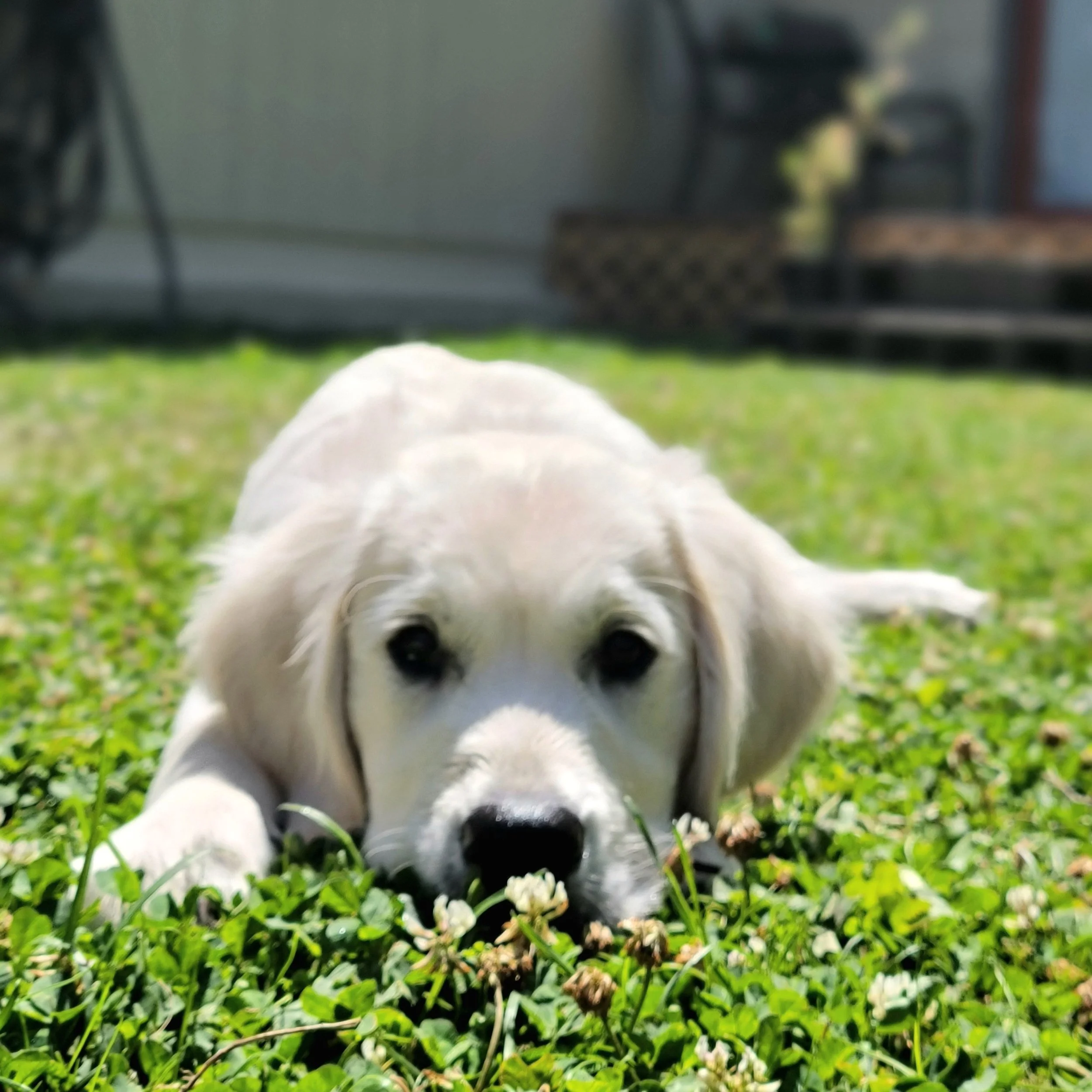 National Dog Week: Celebrating the Dogs Who Make Life Better