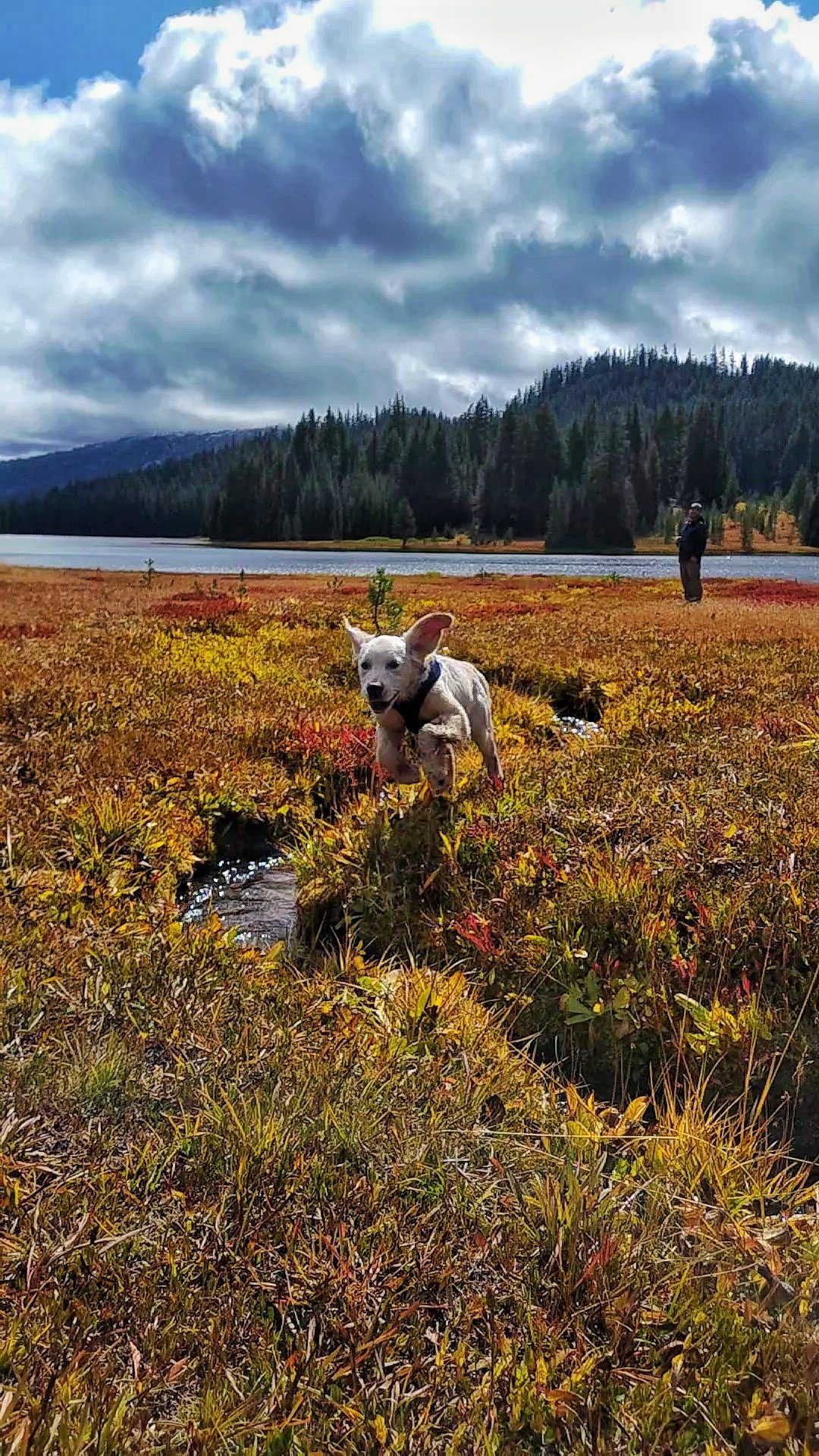 Shorter Days, Happy Dogs: Keeping Your Dog Moving This Fall