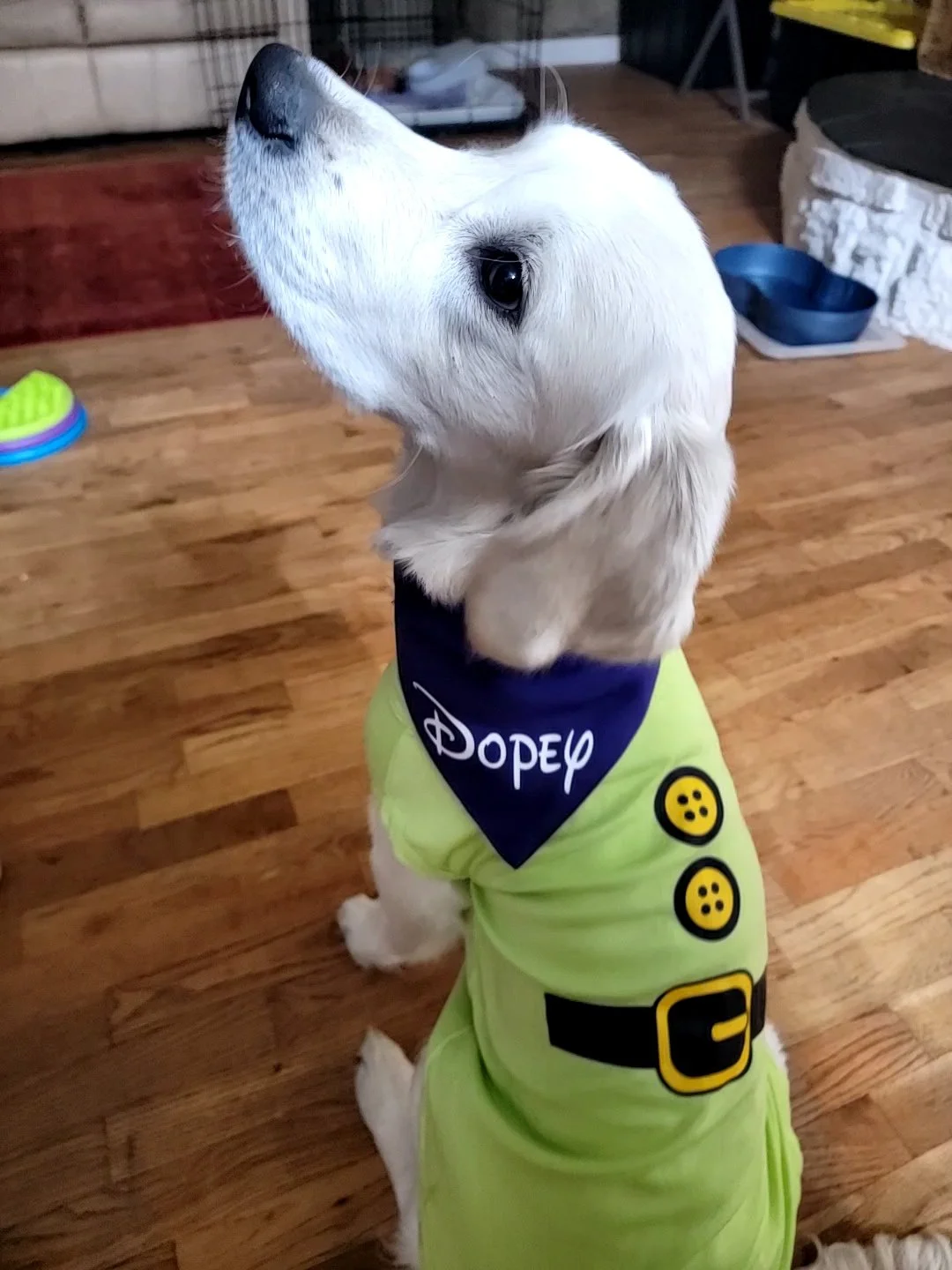 Before the Costumes Come Out: Get Your Dog Run Ready for Halloween