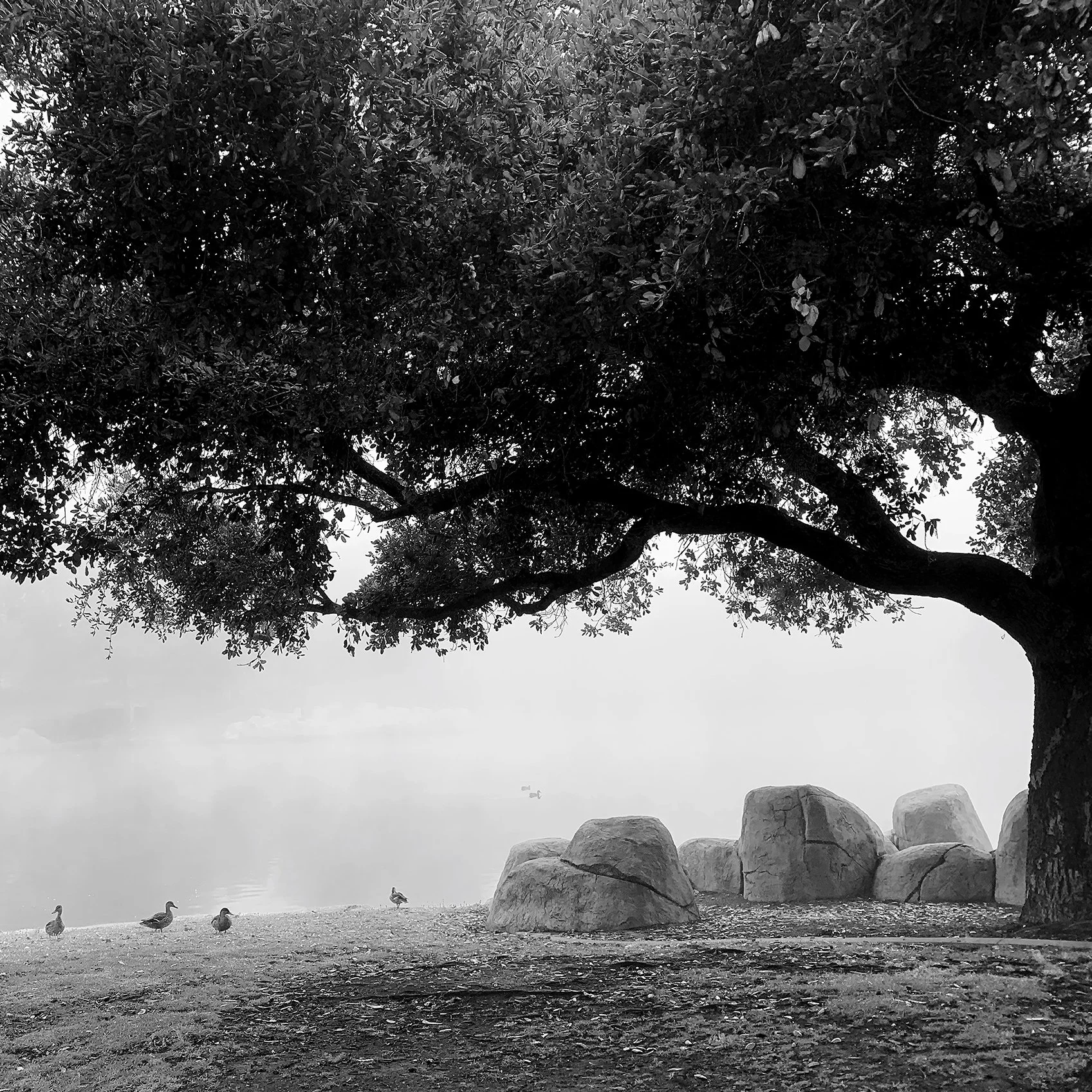What the Mist Remembers No. 4  |  
Limited Edition of 25