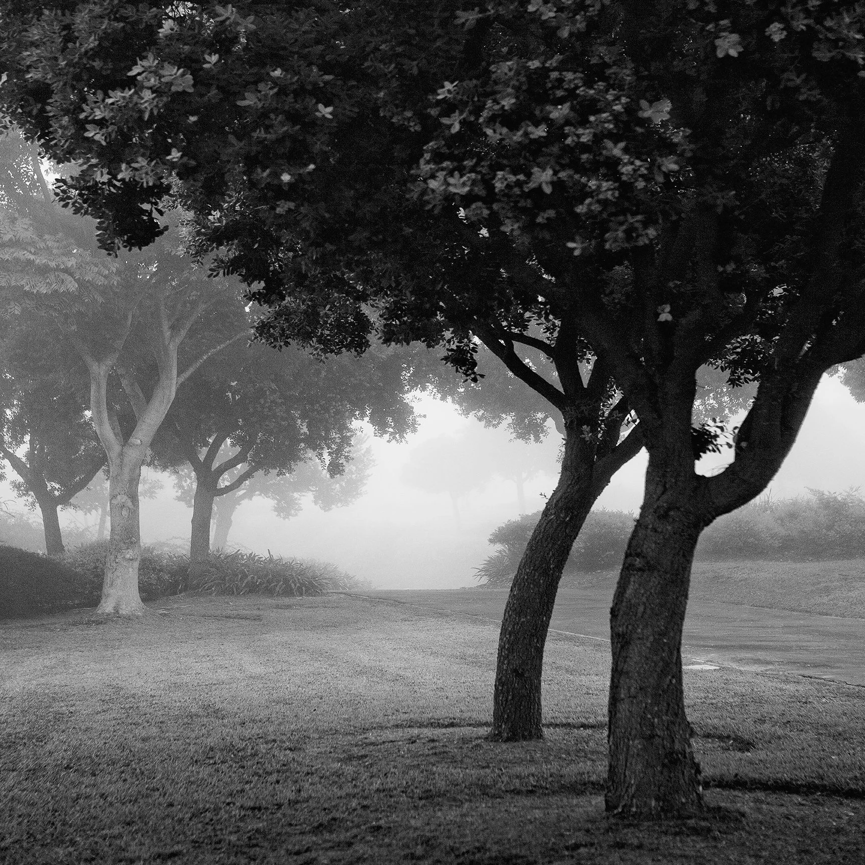 A black and white photograph of a park with multiple trees and a grassy area, foggy atmosphere, and distant trees in the background.
