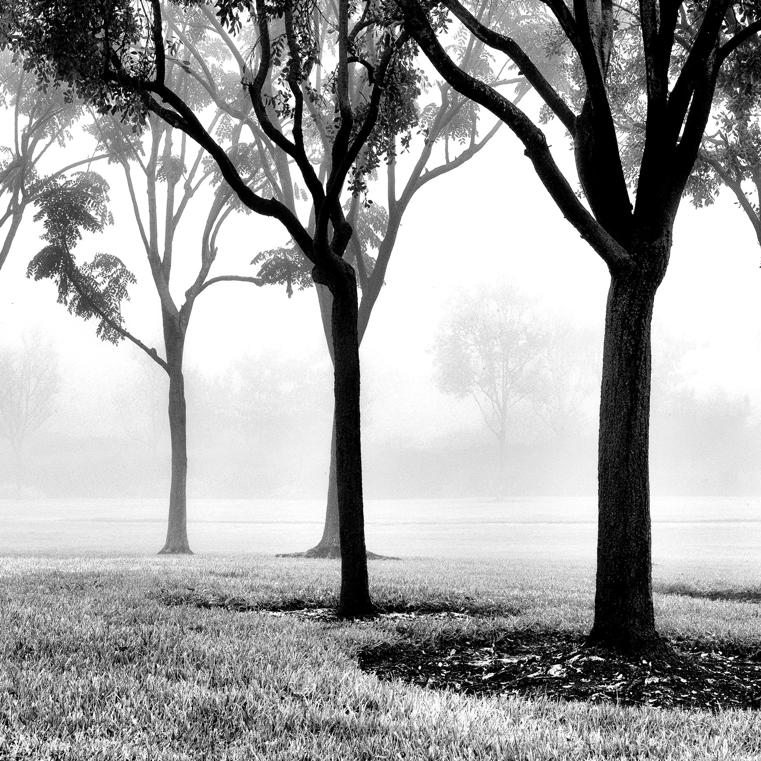 What the Mist Remembers No. 2  |  
Limited Edition of 25