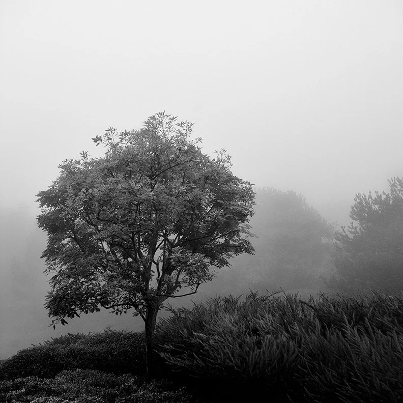 What the Mist Remembers No. 3  |  
Limited Edition of 25