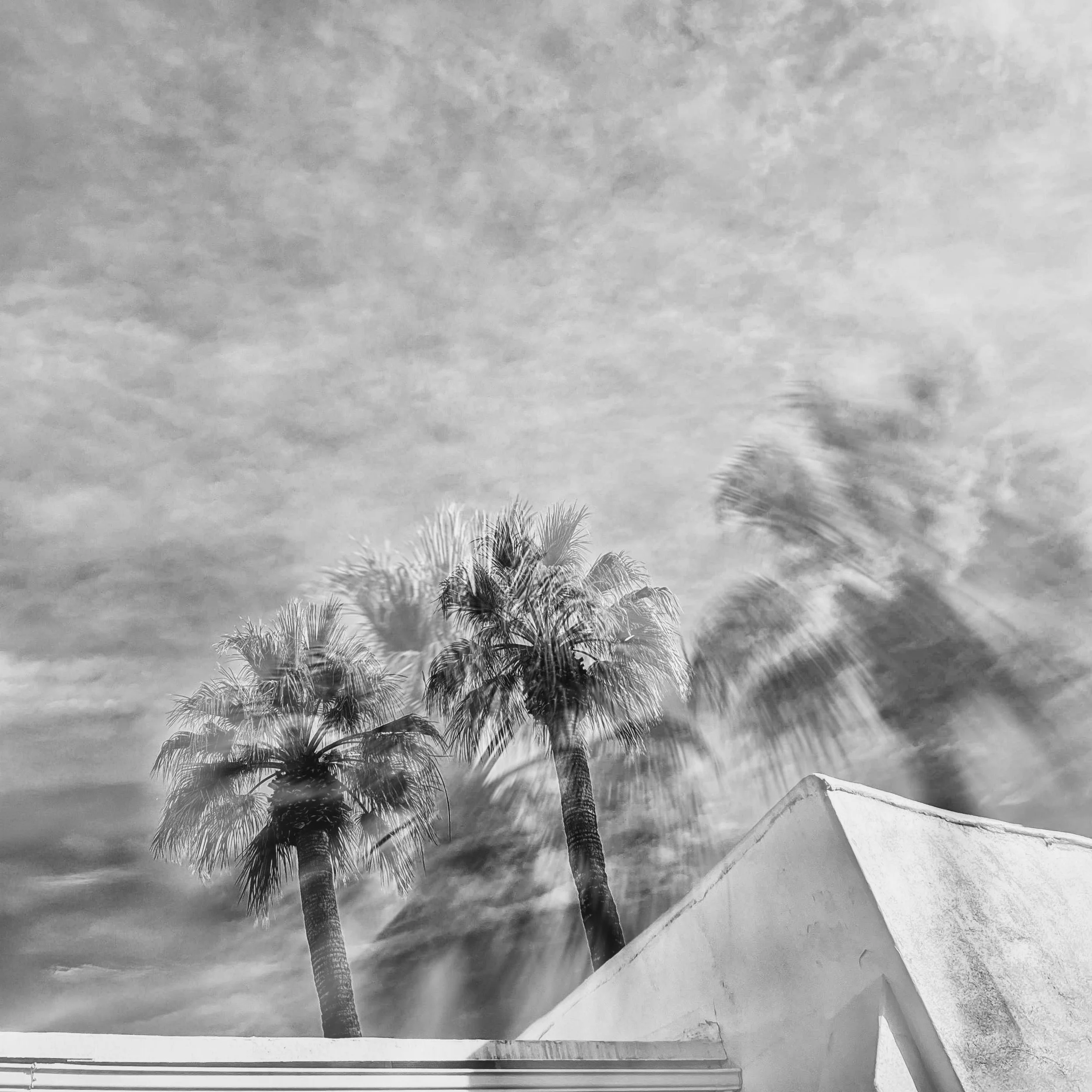 Palm Reverie No. 01  |  
Limited Edition of 25