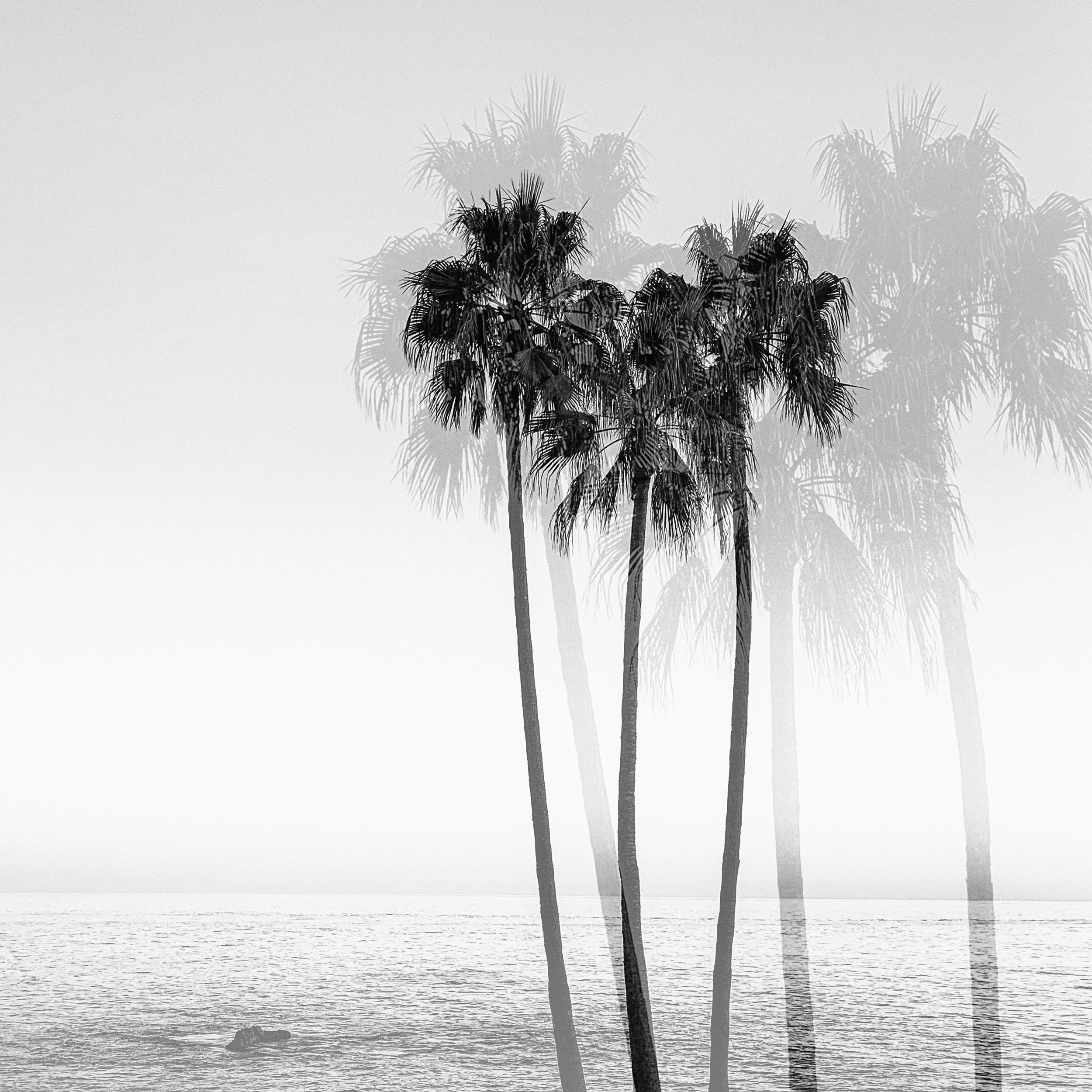 Palm Reverie No. 03 |  
Limited Edition of 25