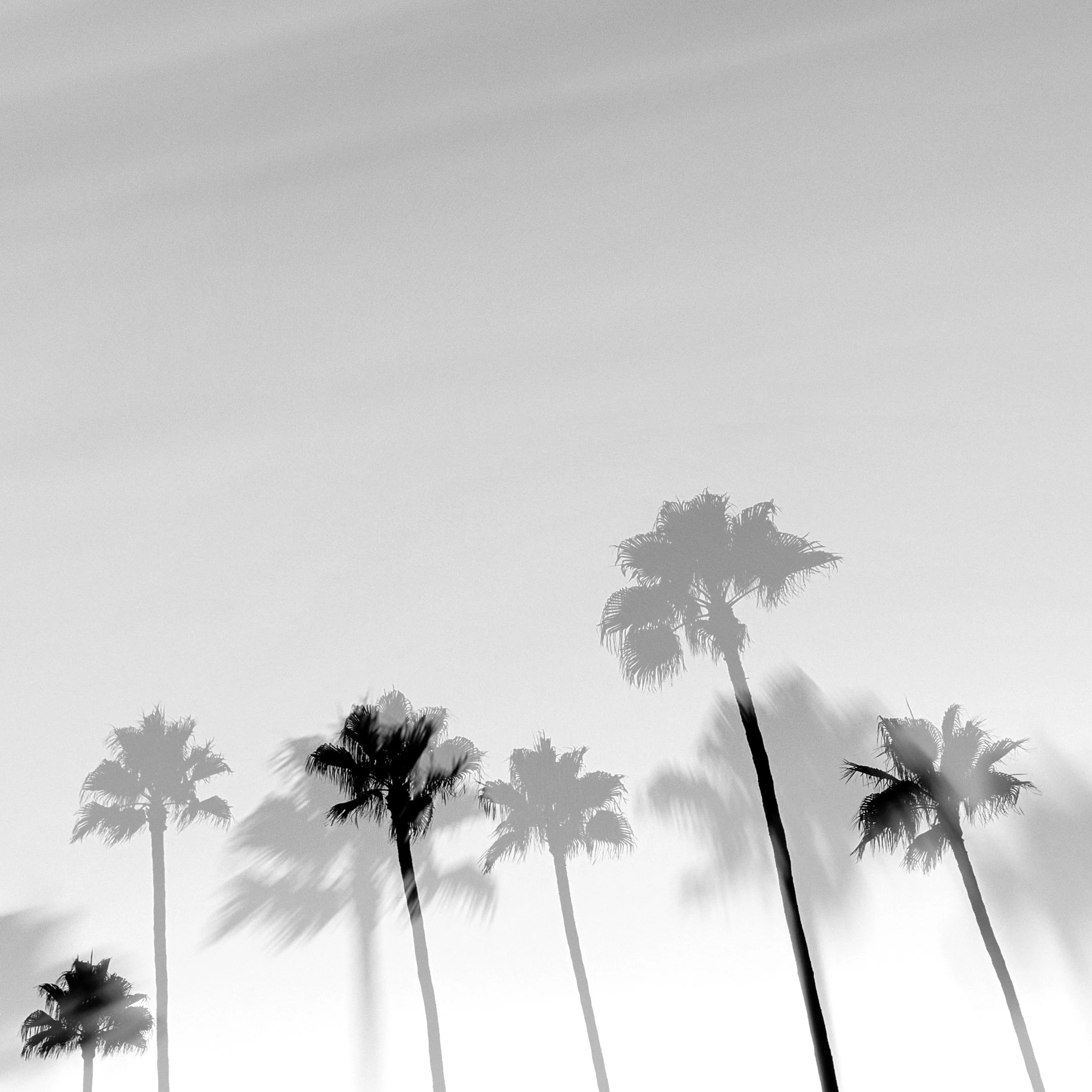 Palm Reverie No. 04 |  
Limited Edition of 25