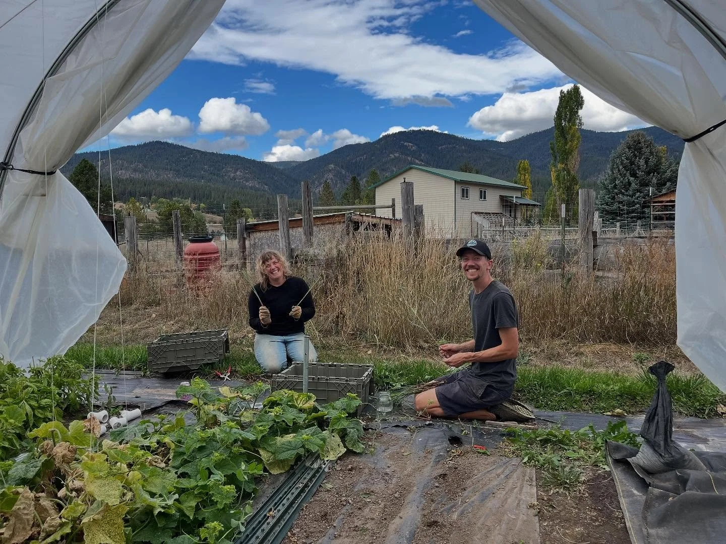 We tried a couple new-to-us crops this year and as we near the end of the season, we were excited to finally harvest our first ever attempt at growing lemongrass! Some of the stalks are a little small but they smell wonderful and are just on time for