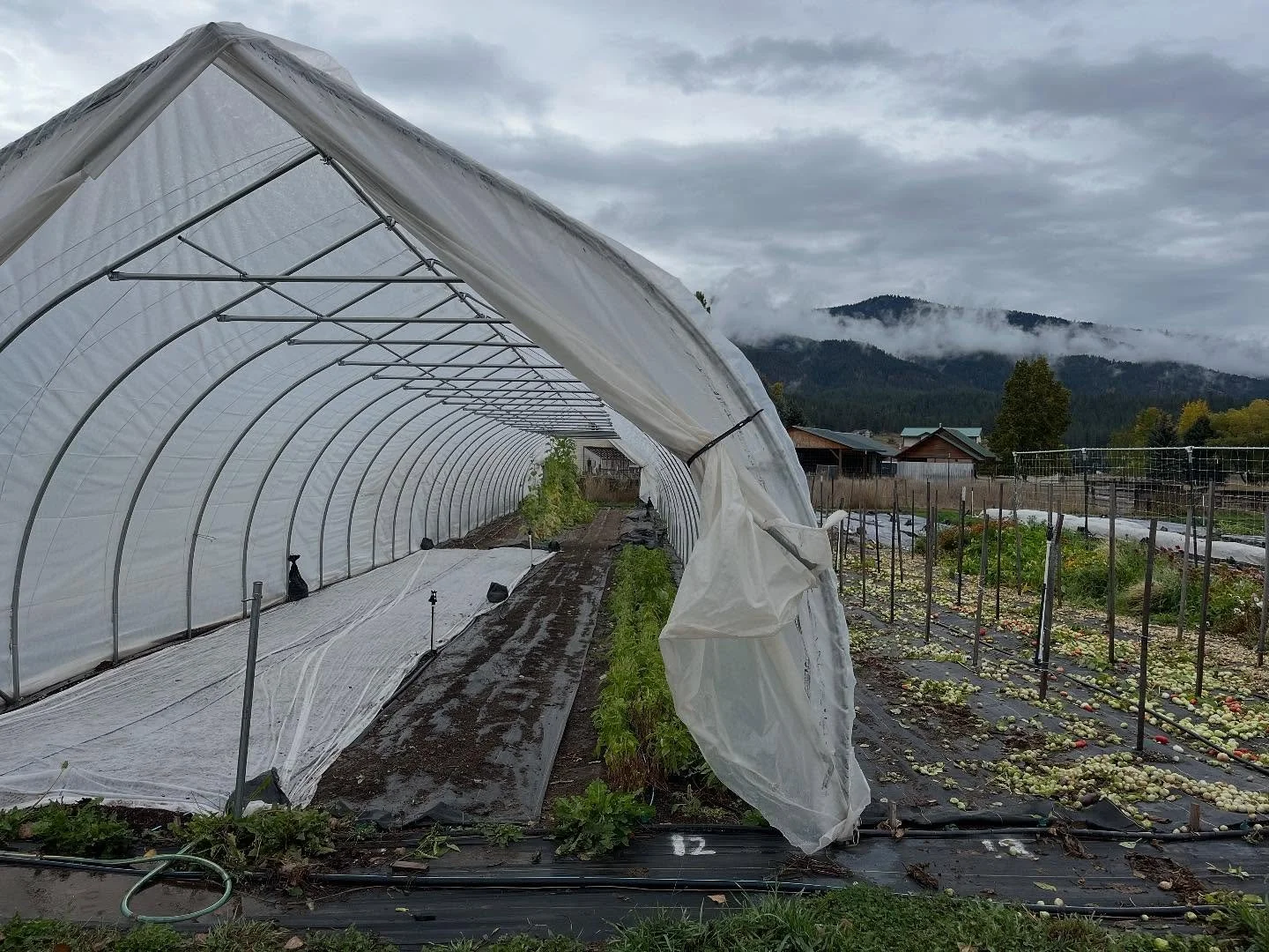 We&rsquo;ve had a couple big frosts out here the last few weeks, which means while we&rsquo;re still harvesting for our CSA and @clarkforkrivermarket, a lot of our and our incredible crew&rsquo;s energy is now shifting toward putting the farm to bed 