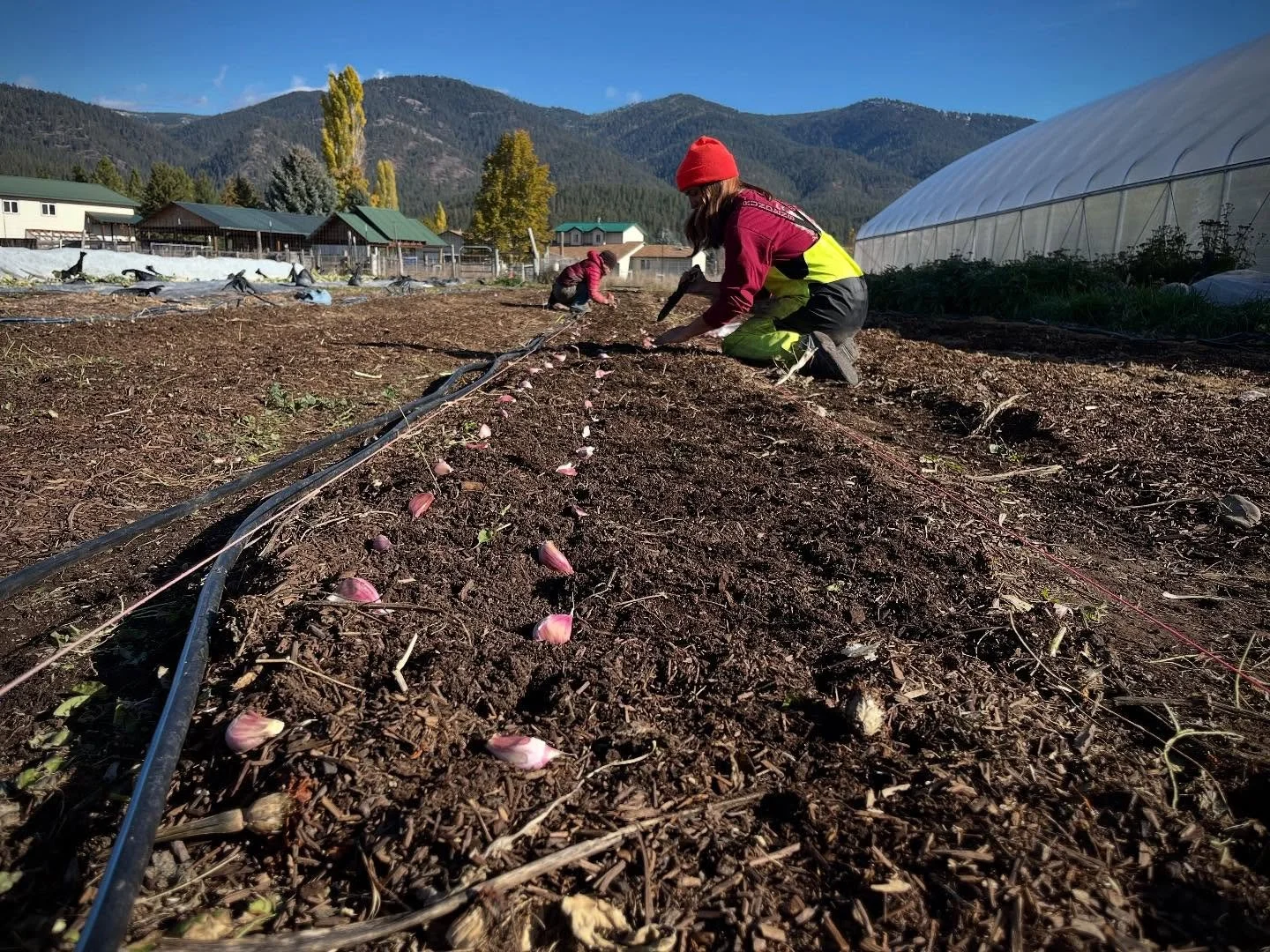 Allstar team @bethcronin.jpeg and @foxpawfarm got all our garlic in the ground yesterday, all tucked in and cozy before this mornings&rsquo; cold frost. Garlic planting is always one of my favorite times of fall - each clove a little hope buried deep