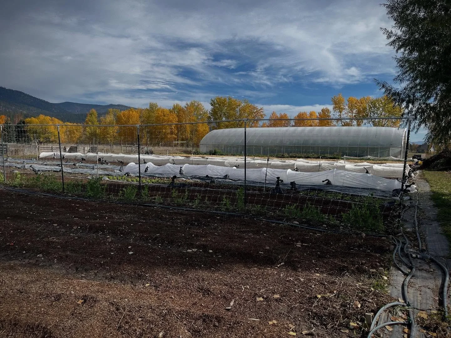 We&rsquo;ve been focusing on getting the farm put to bed for the winter and will be taking a few days away this weekend to bask in the larches so we&rsquo;ll be missing the last summer @clarkforkrivermarket this season. There will still be lots of ex