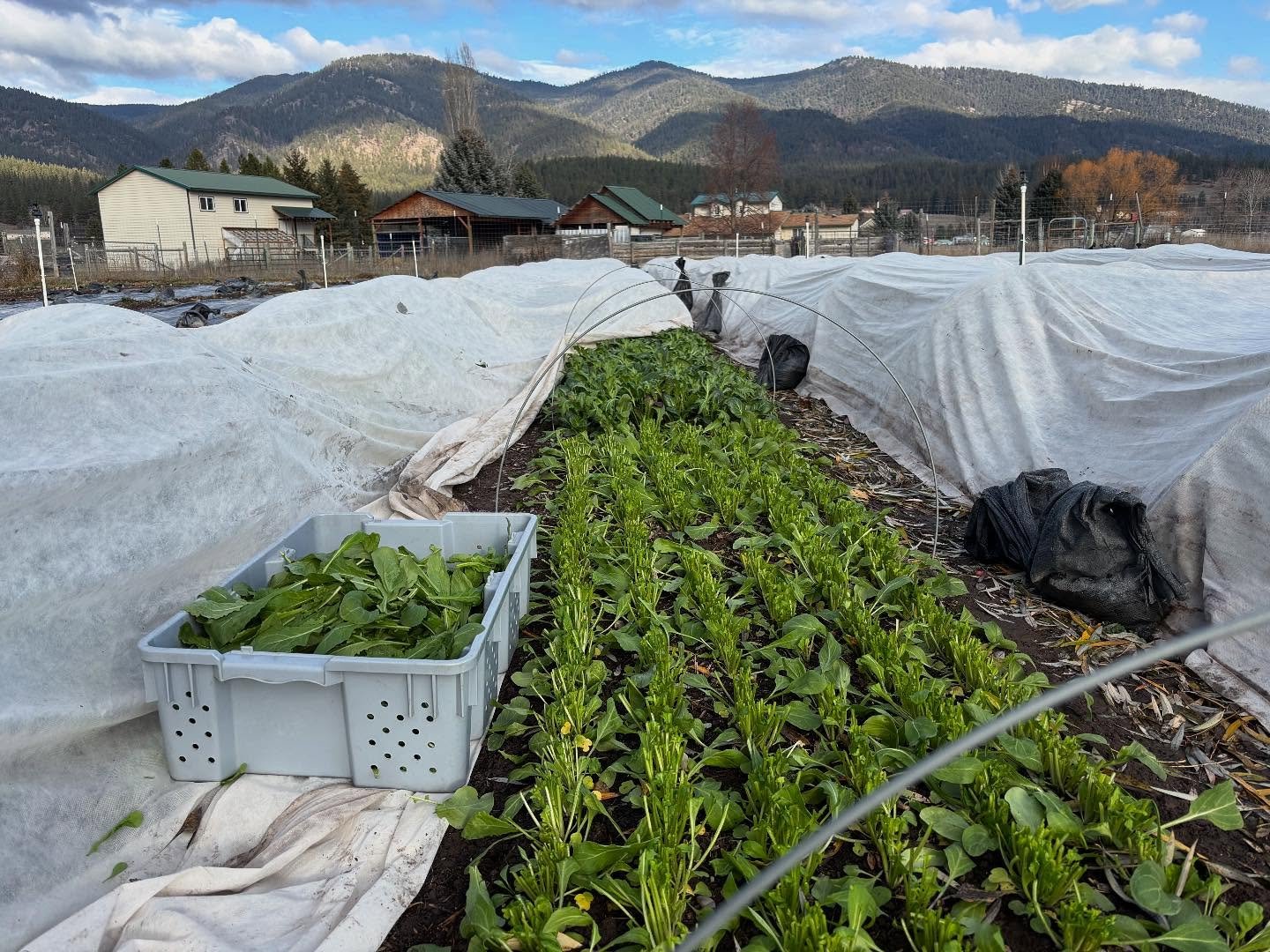 Eeep! We&rsquo;ve been pretty quiet on here the last couple weeks as we slow down and reflect on the past season. The farm is way quieter this time of year but we&rsquo;re experimenting with doing a couple winter markets this year! We&rsquo;ll be @cl