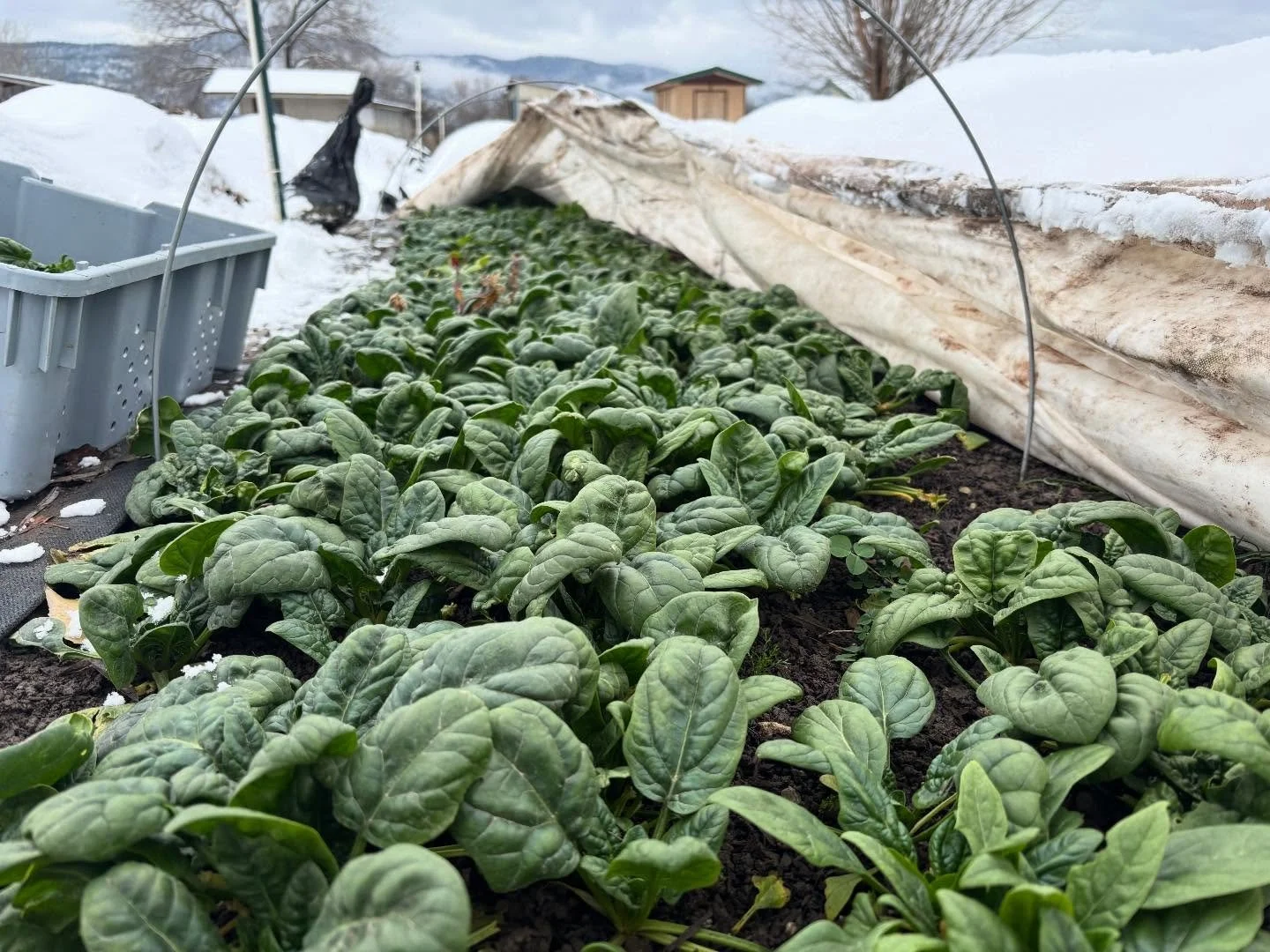 We&rsquo;ve been dabbling in a little winter growing over here and will be back @clarkforkrivermarket tomorrow 9am-1pm as well as next weekend! Tomorrow we&rsquo;ll have a ton of bagged greens as well as bagged carrots, salad turnips, radishes, lettu