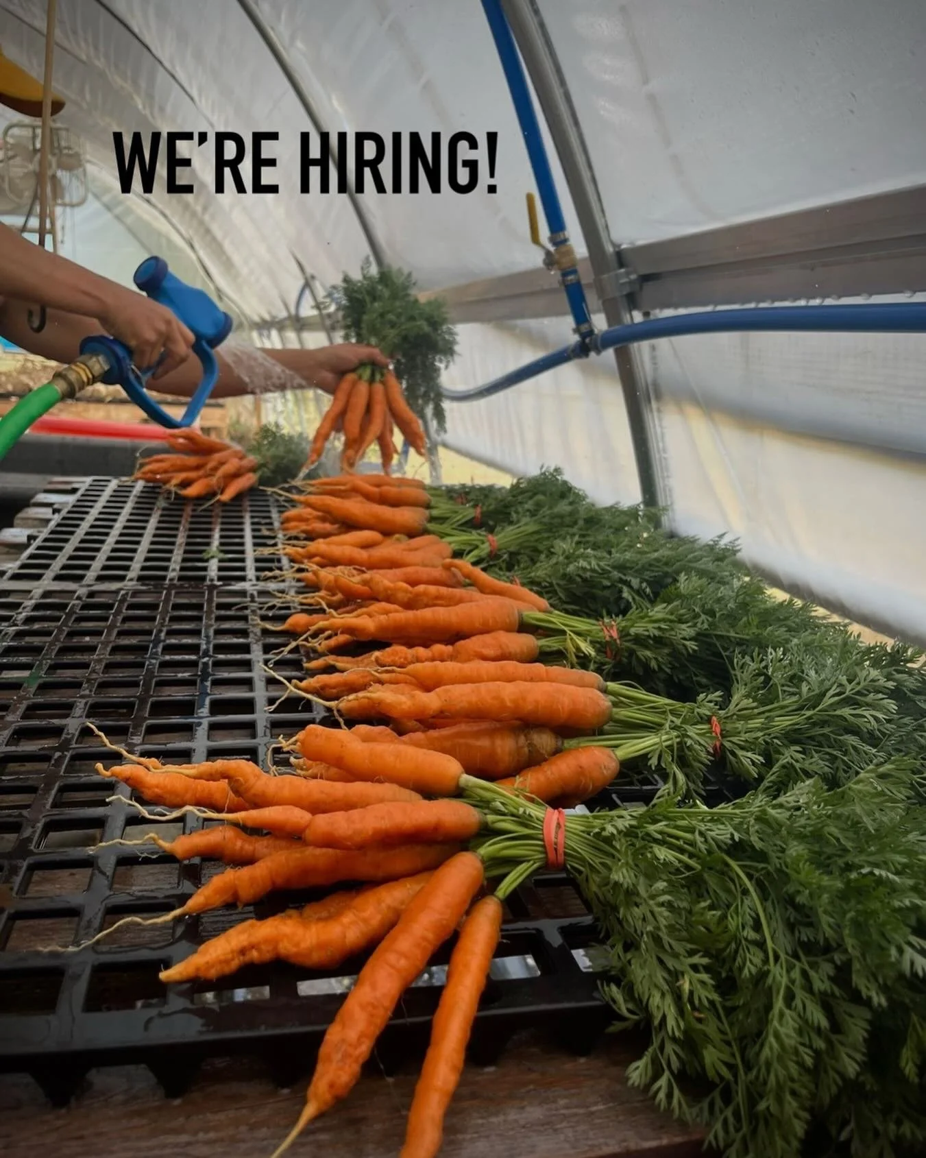 Hi friends - we&rsquo;re officially opening up positions for the 2026 season! We have some new opportunities at Long Step this season, from help on the farm to help running our markets and CSA. Check out the link in our bio and please share with any 