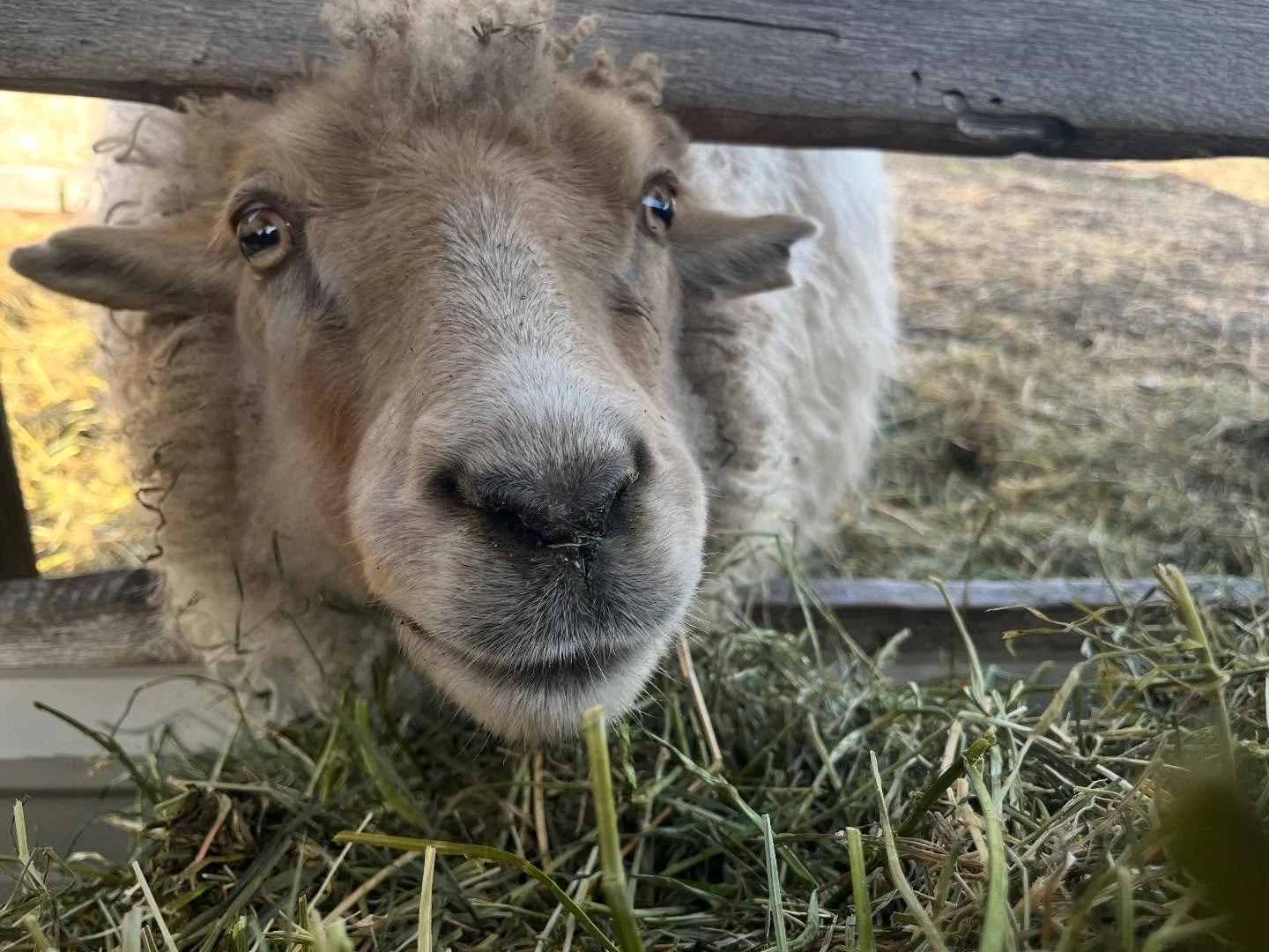 Farming for us this time of year mostly looks like sitting at a computer working on spreadsheets. Ok, not just spreadsheets, but a lot of spreadsheets! Here&rsquo;s a picture of our sheep friends, instead of spreadsheets 🙃