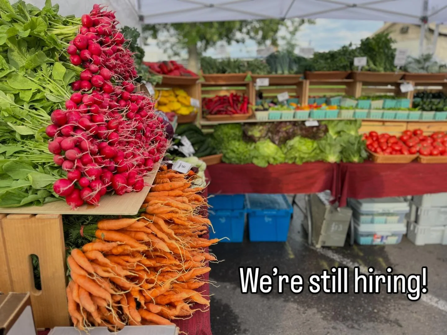 Are you or someone you know an early bird who also loves farm stuff and @clarkforkrivermarket?! Interested in a little extra cash and veggies each week? Come help us sling veggies each week! We&rsquo;ve pretty much done all our hiring for the season 